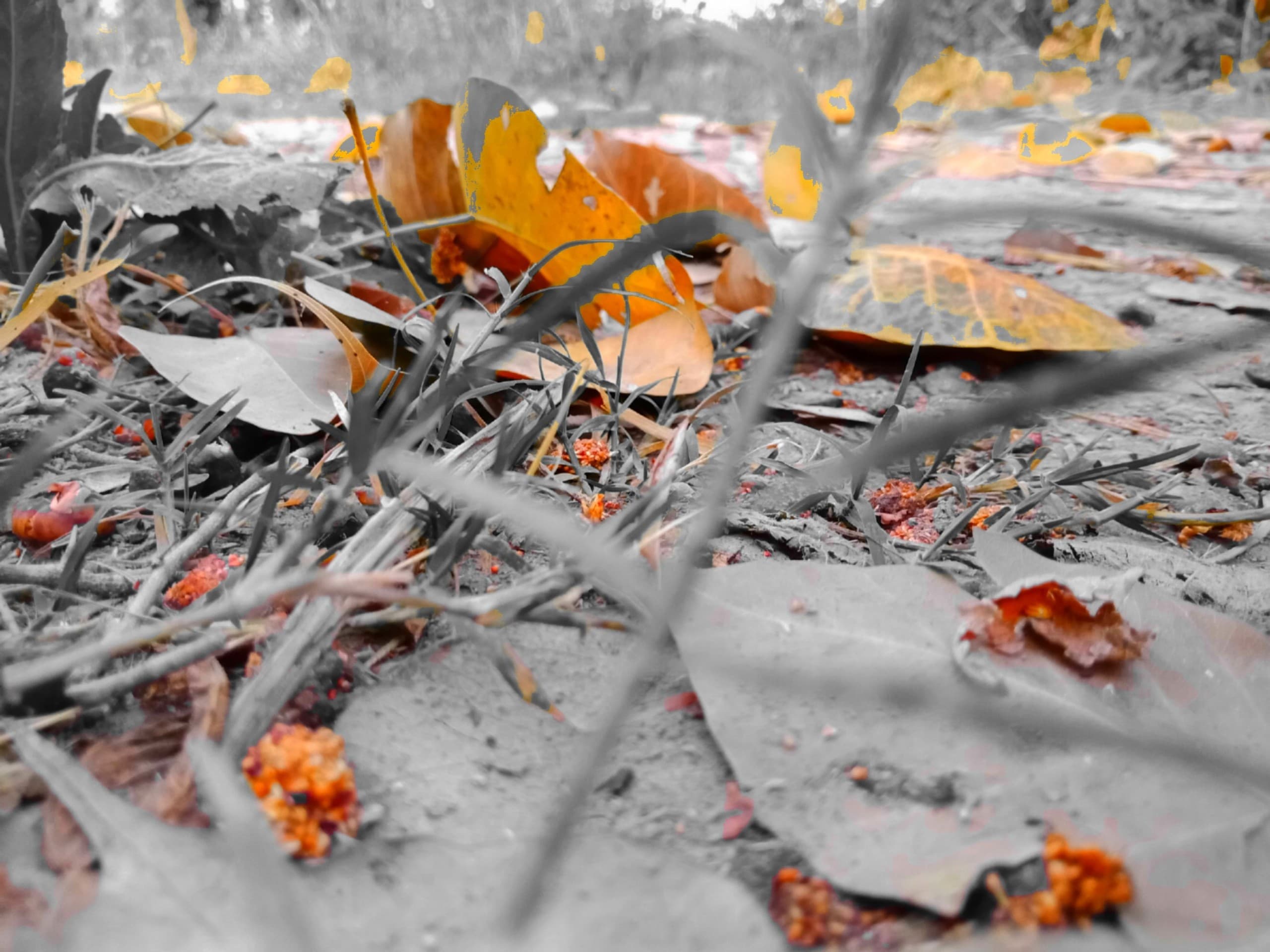 Leaves