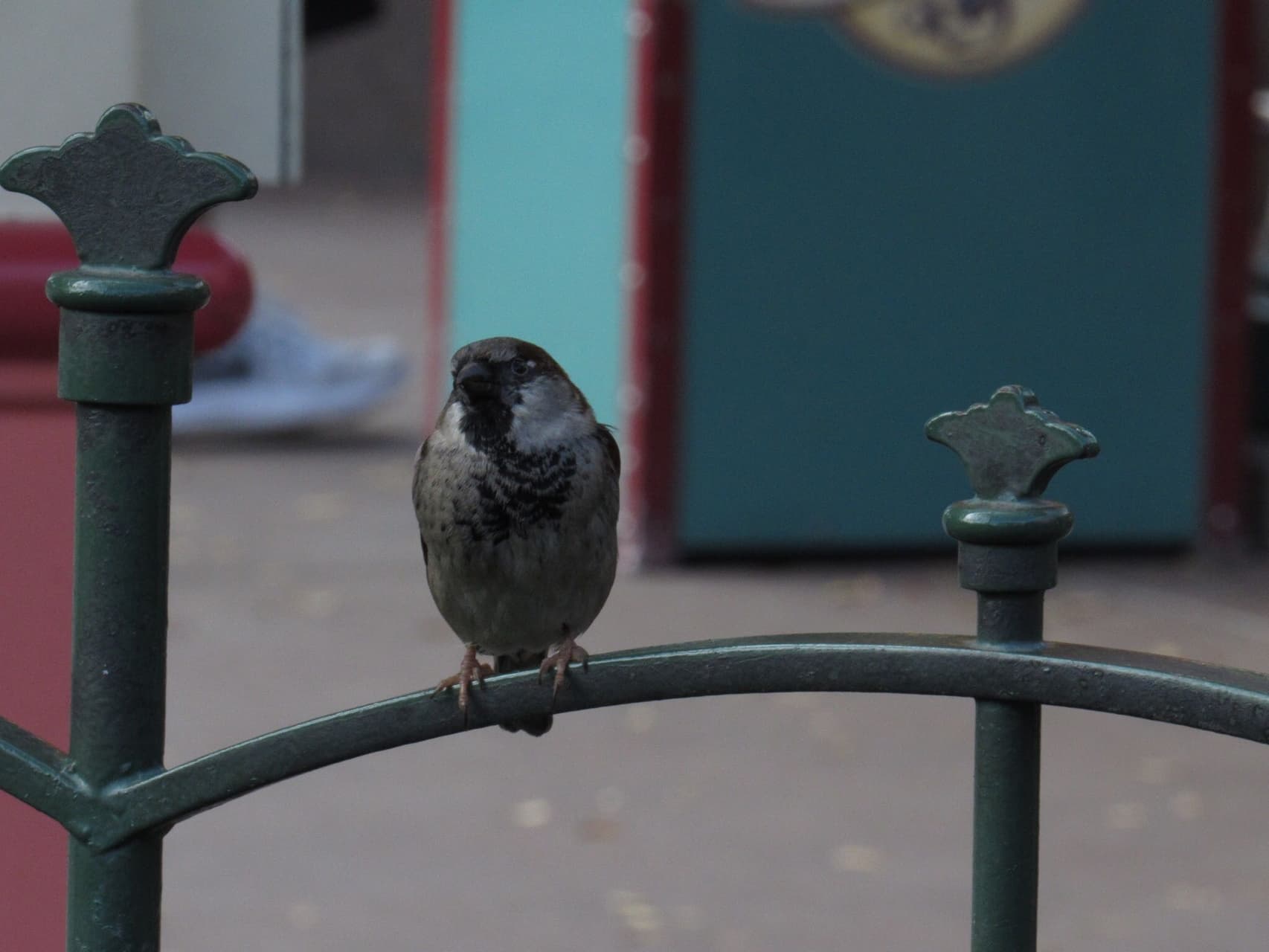 me lo dijo un pajarito