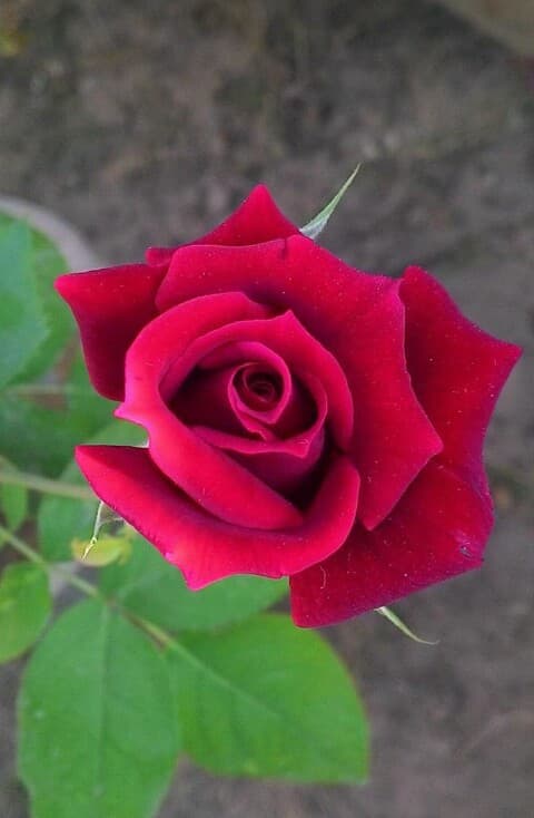 heart