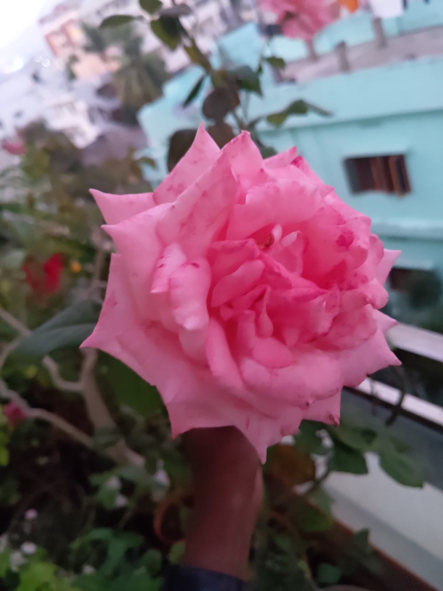 kulumanali rose