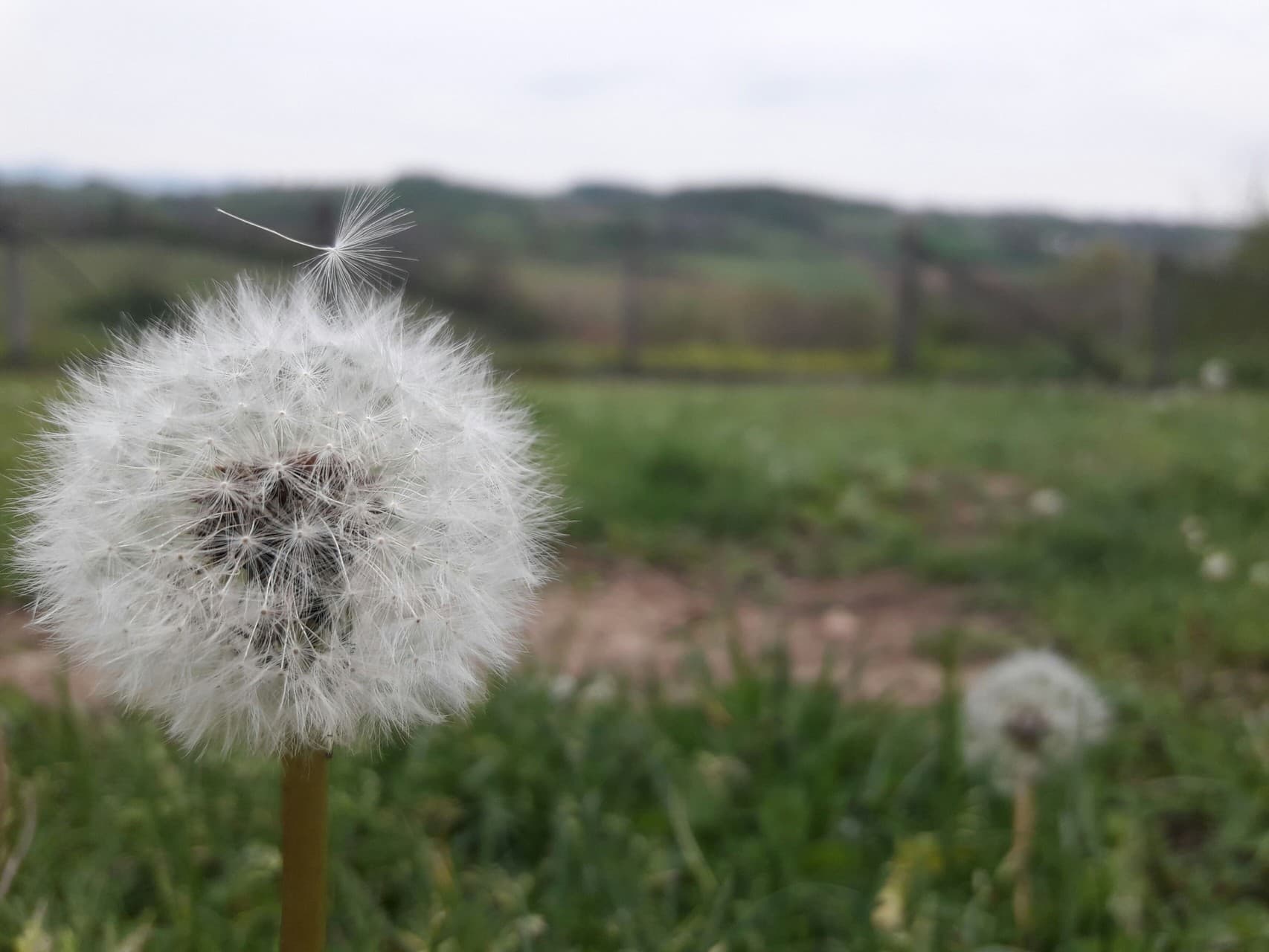 Dandelion