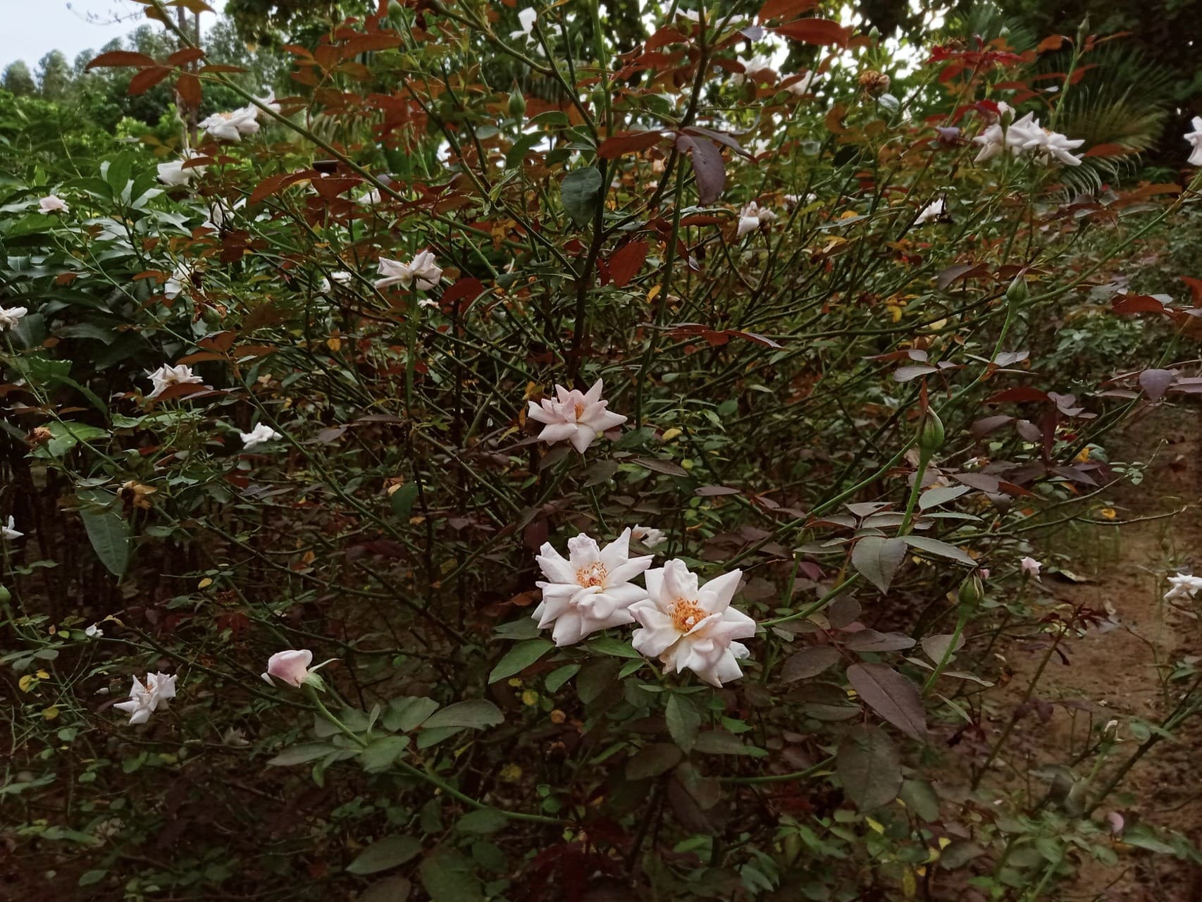 White rose