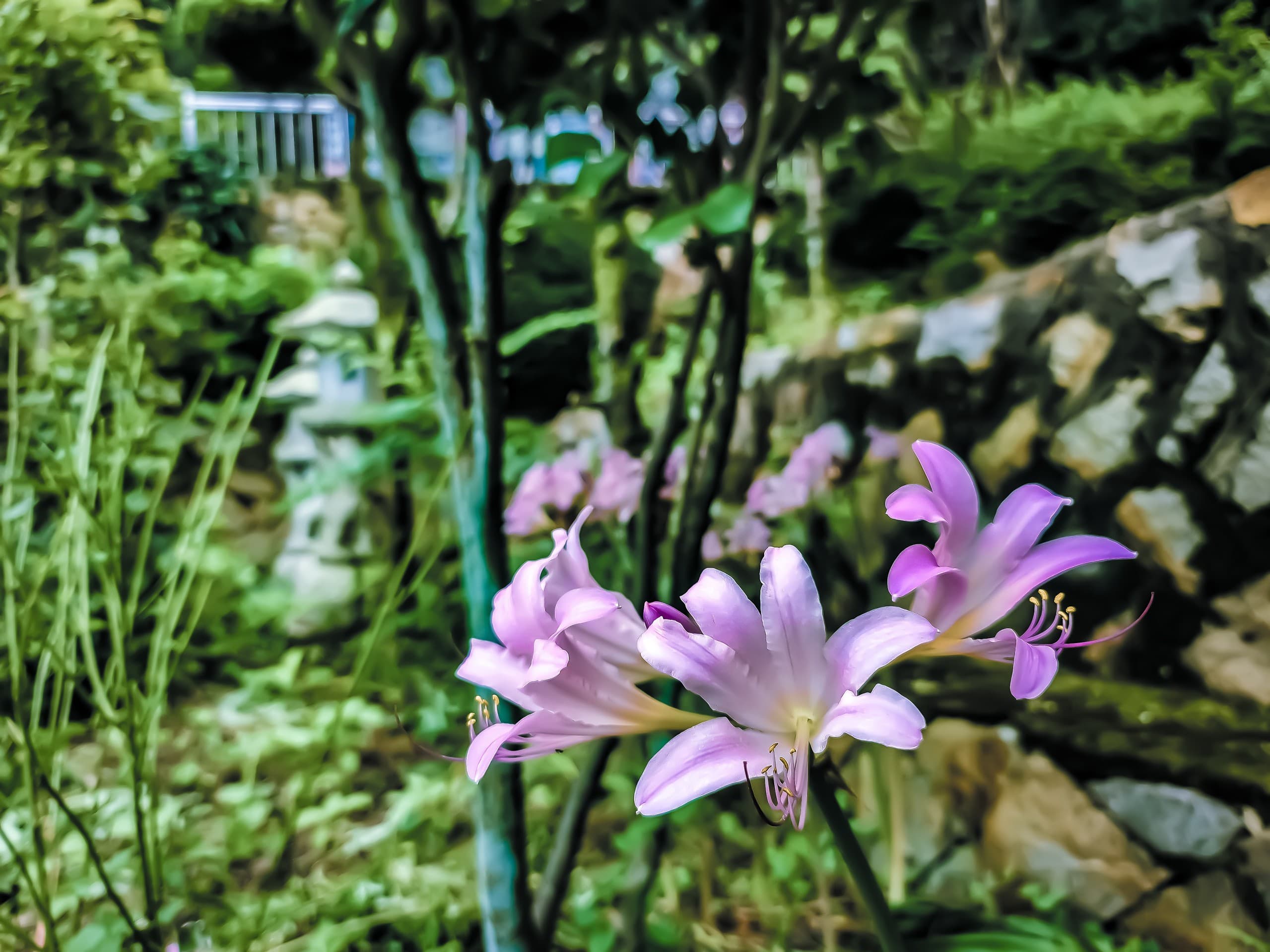 상사화
