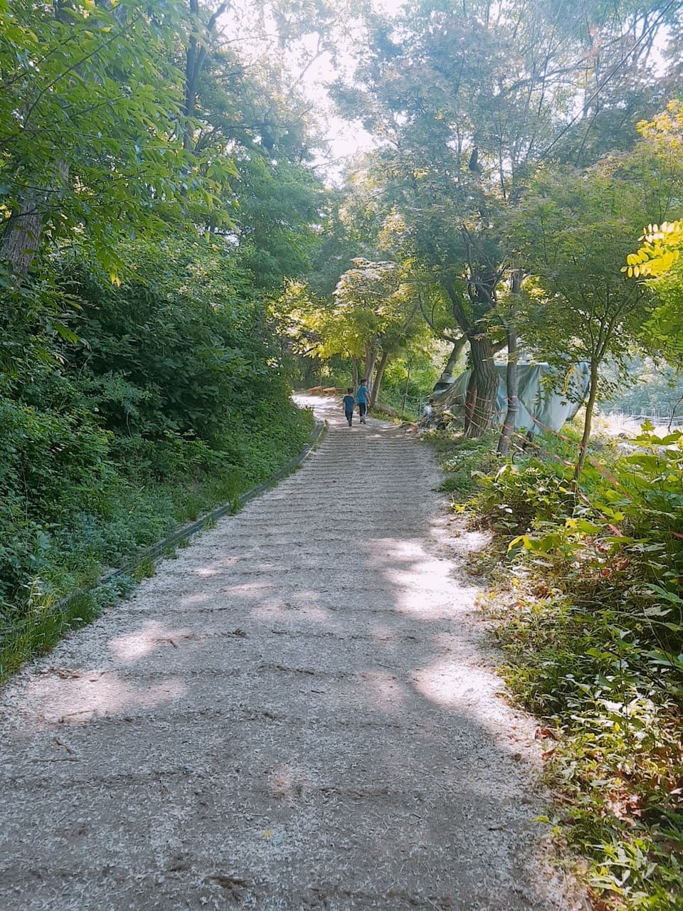 숲