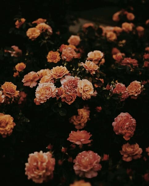 rose