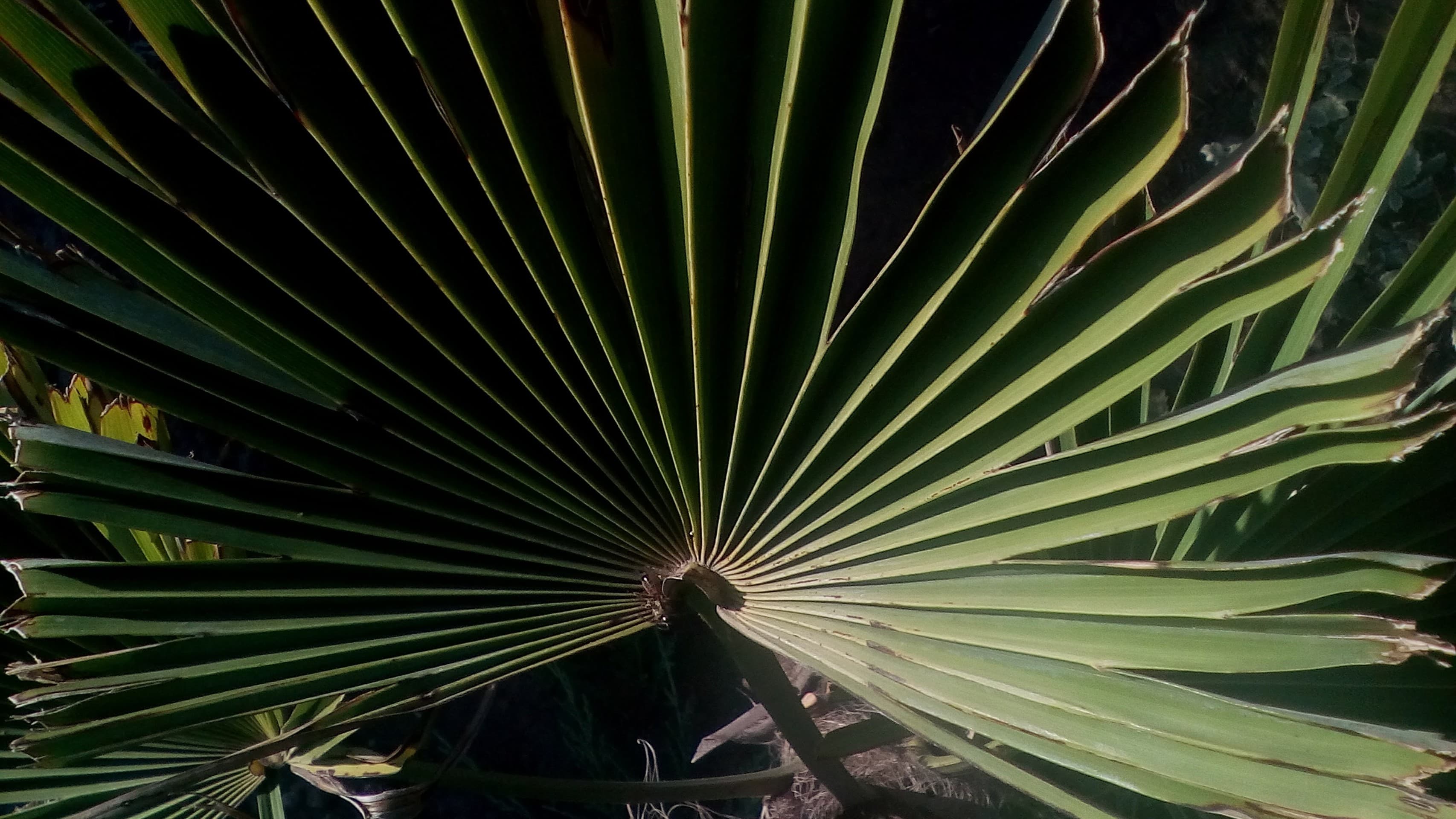 palm