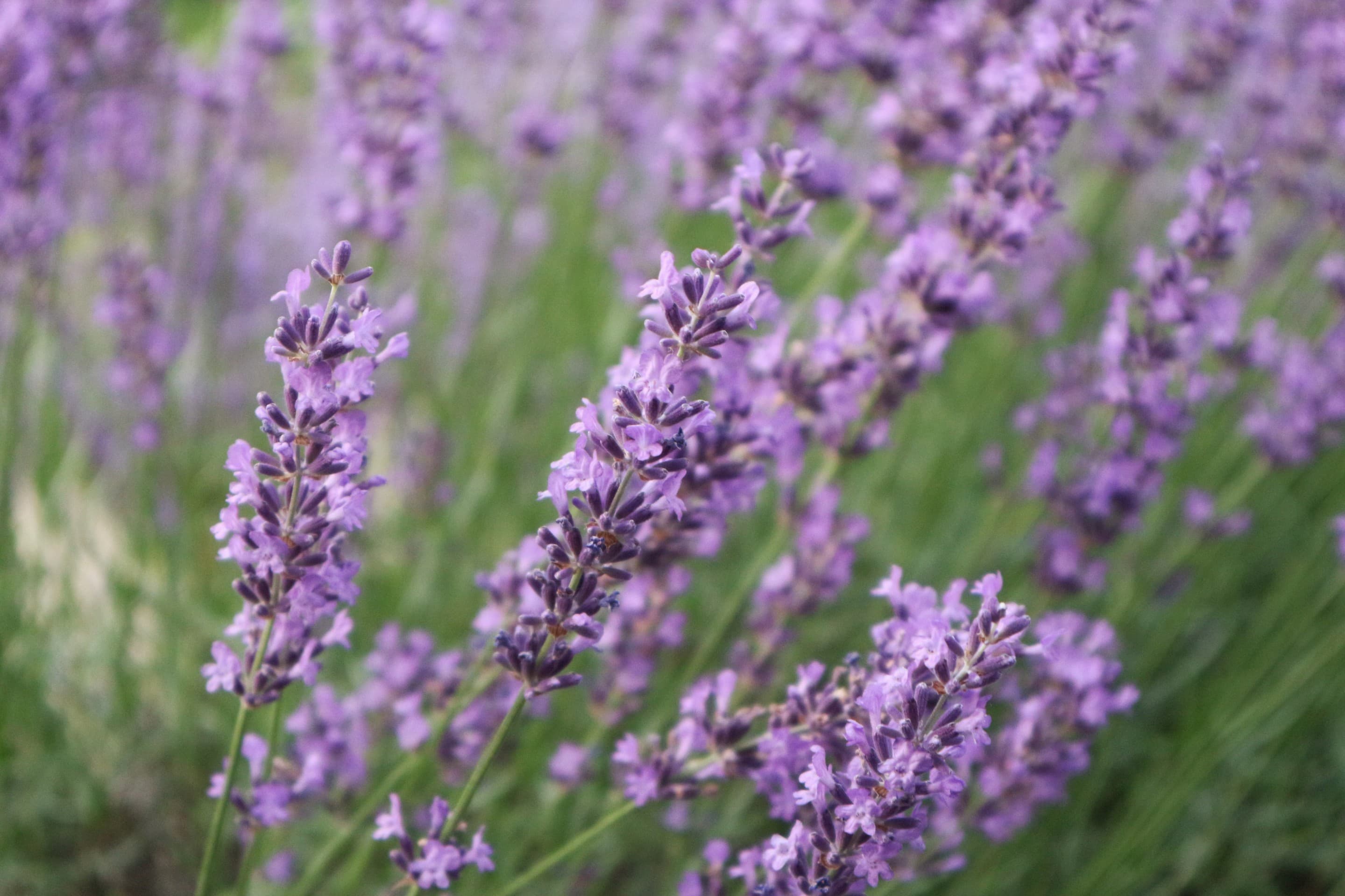lavender flowers