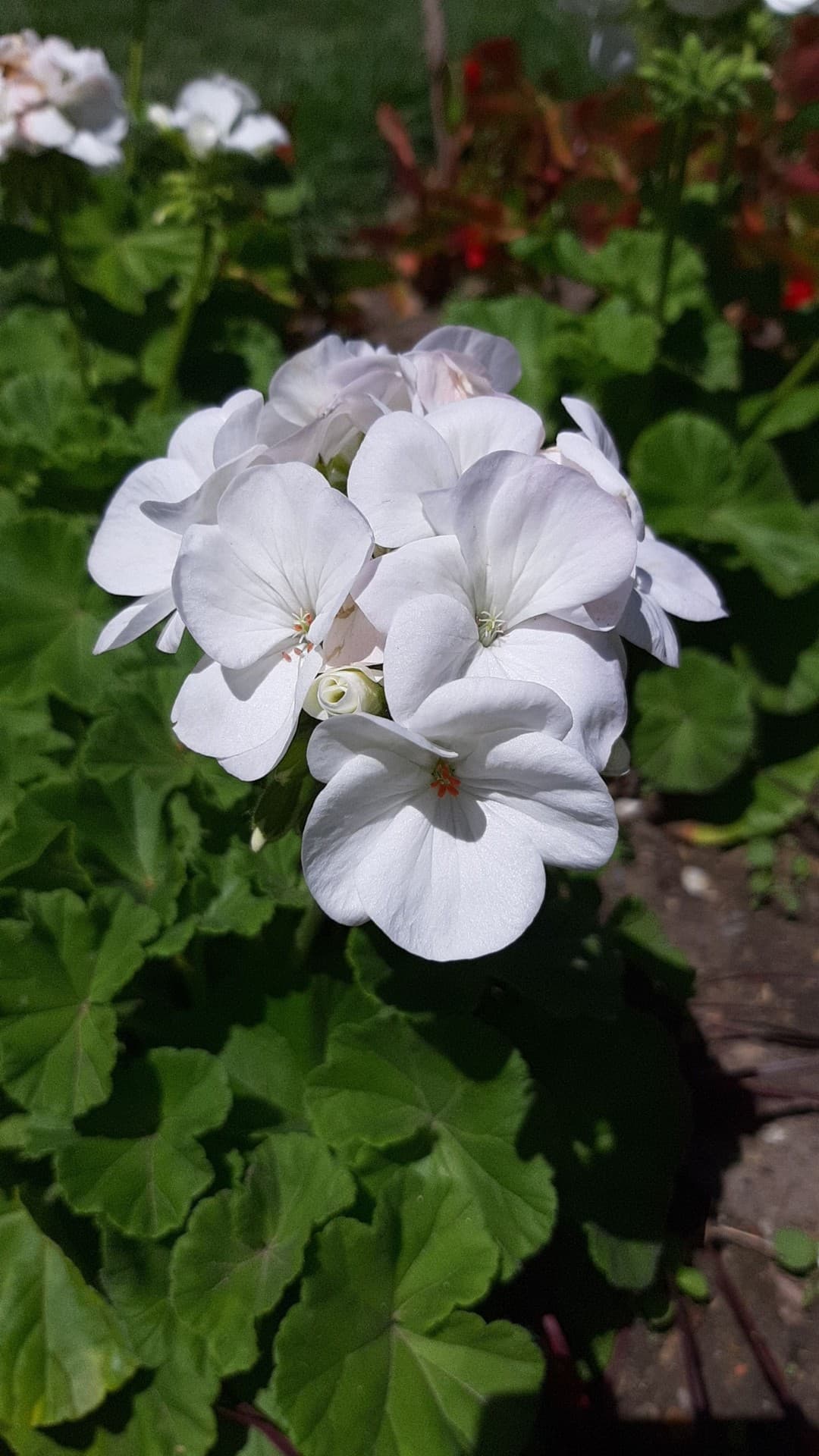 fleur