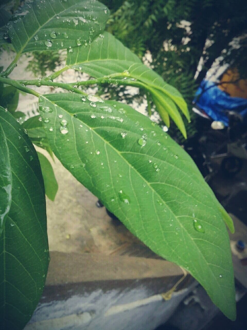 Rain drops