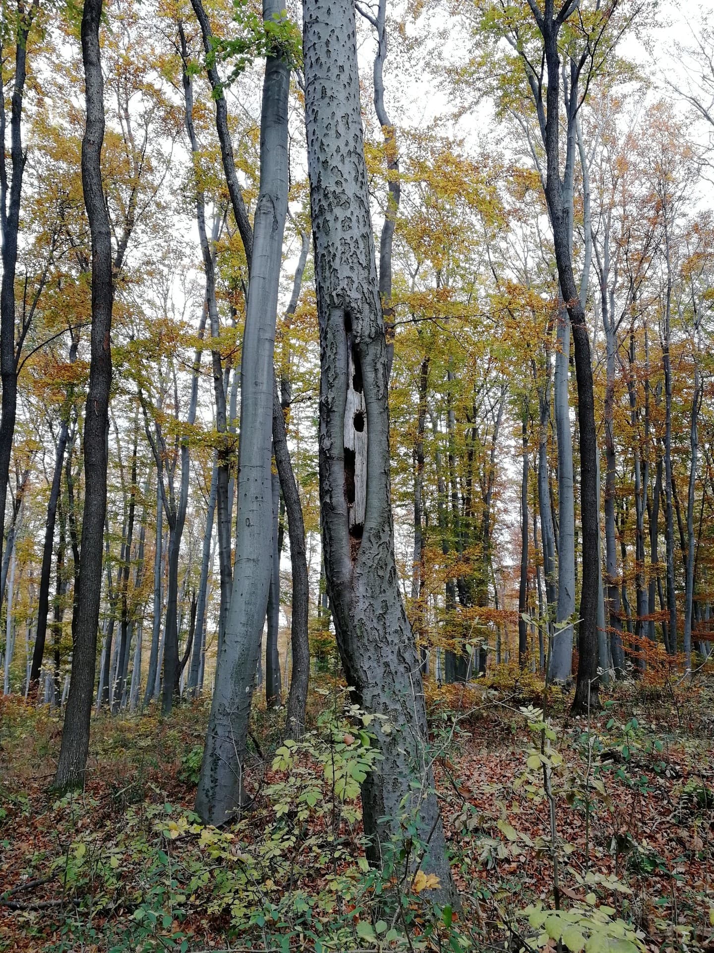 fall