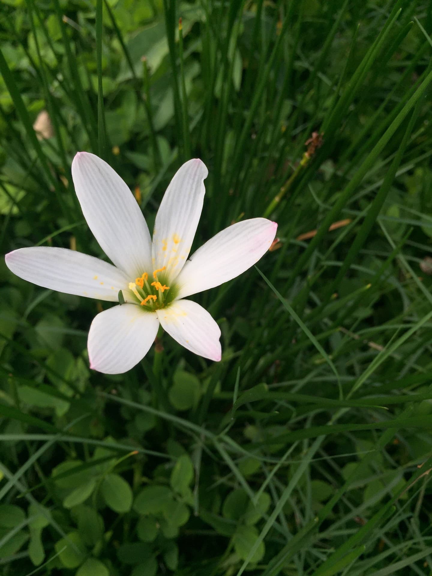 white flower