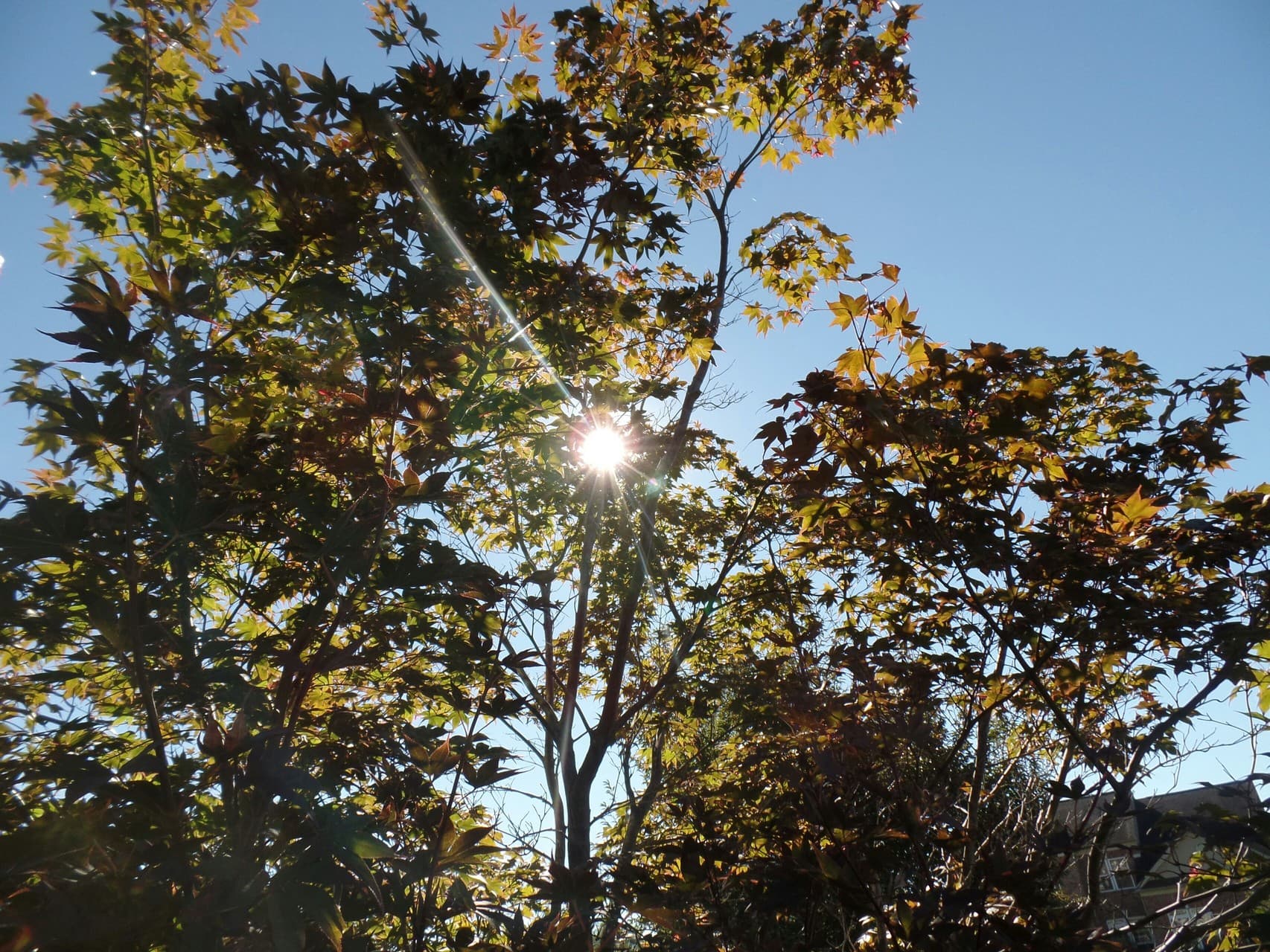 Sunshine Tree