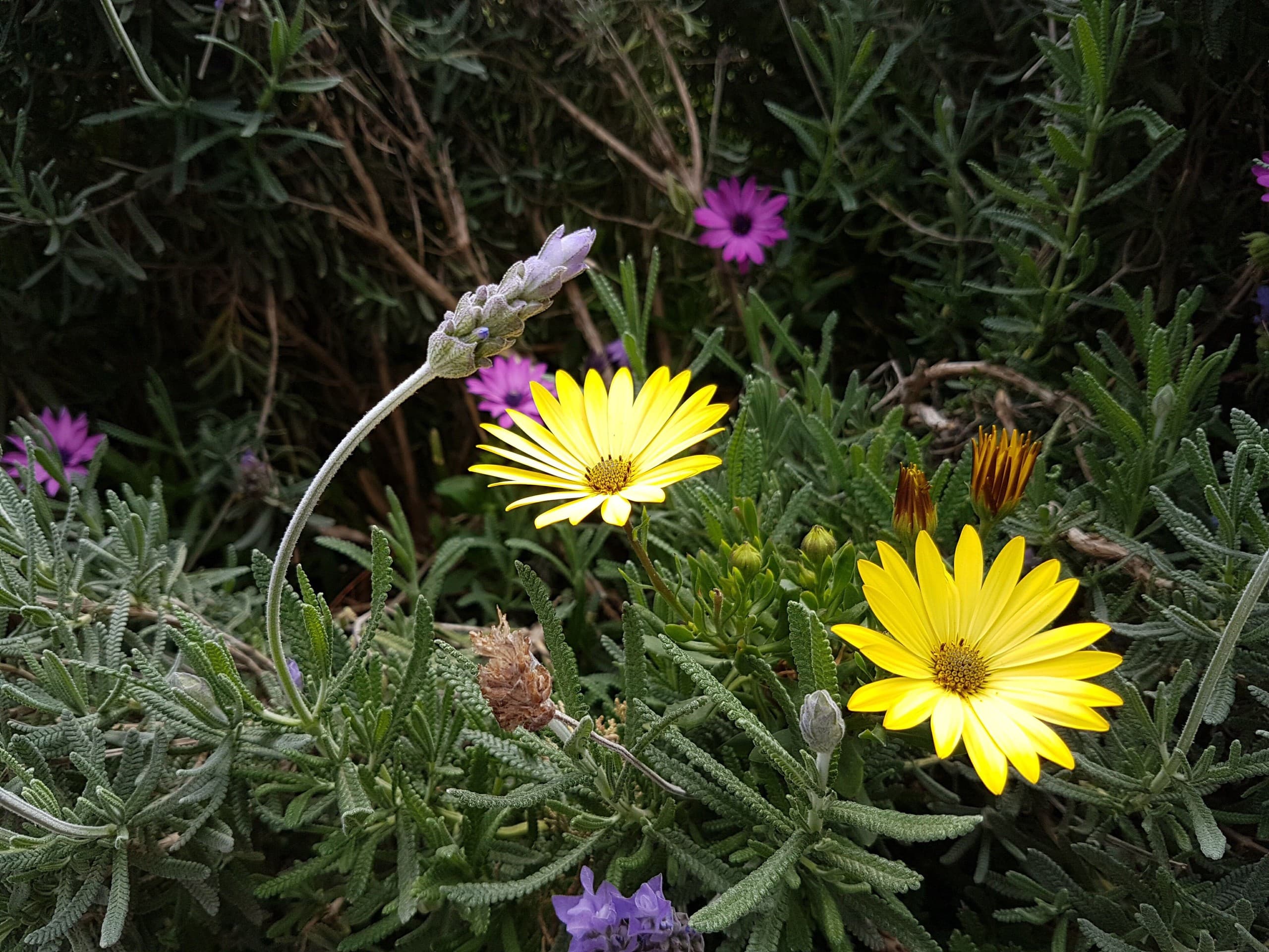 Flowers