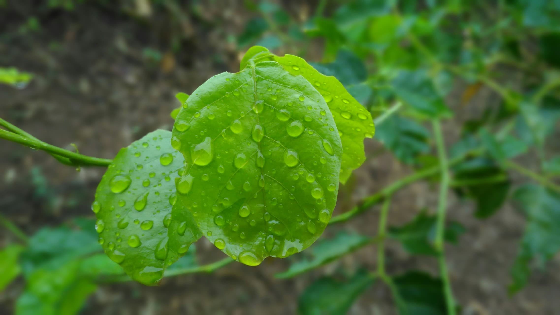 Rain drop