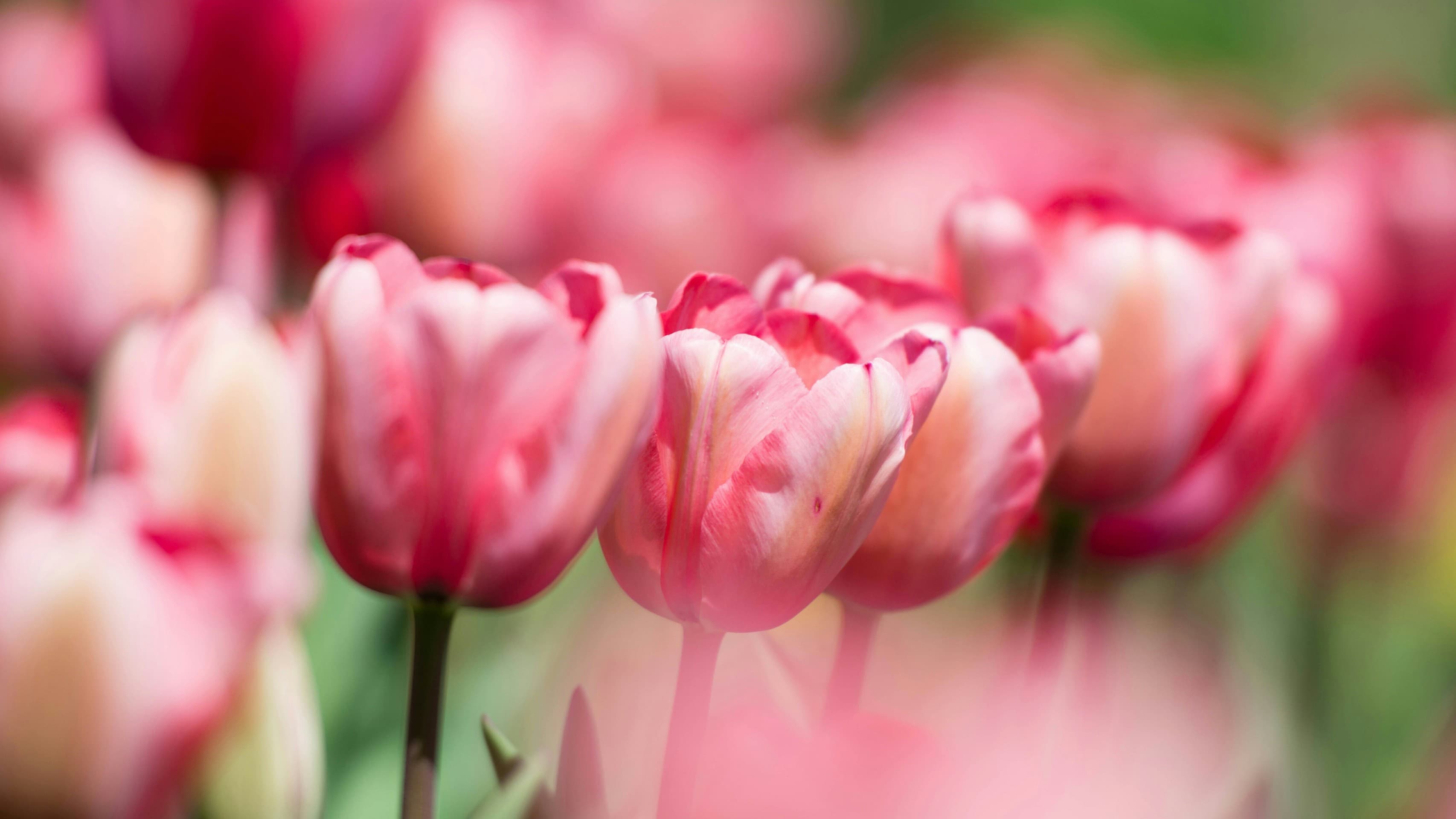 Tulips Garden
