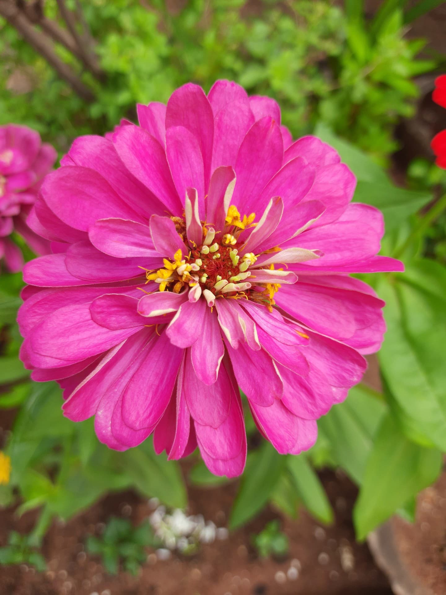 flower