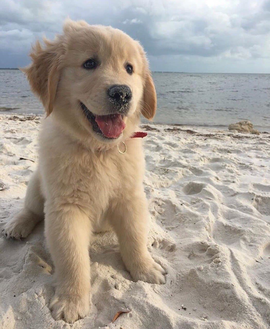 sam
