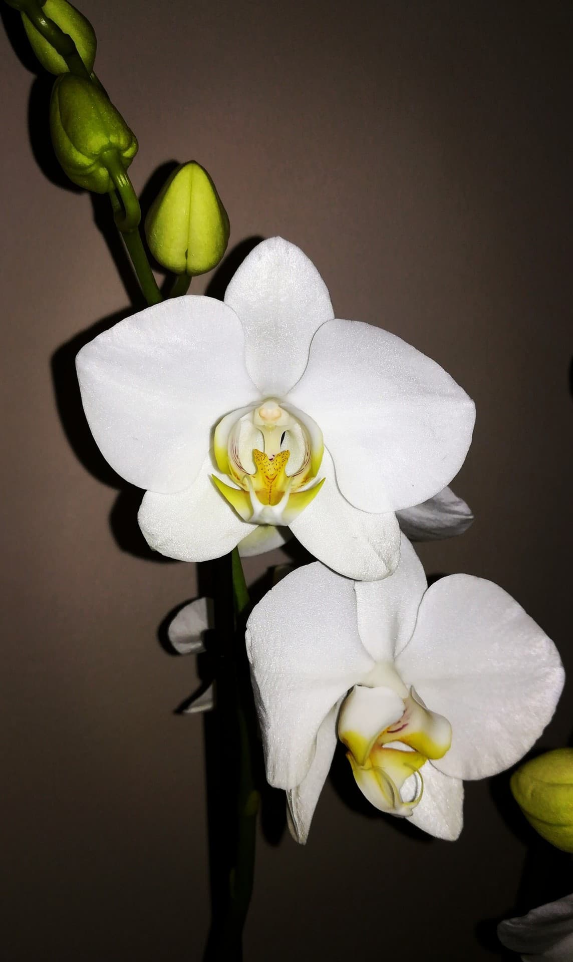 orchid