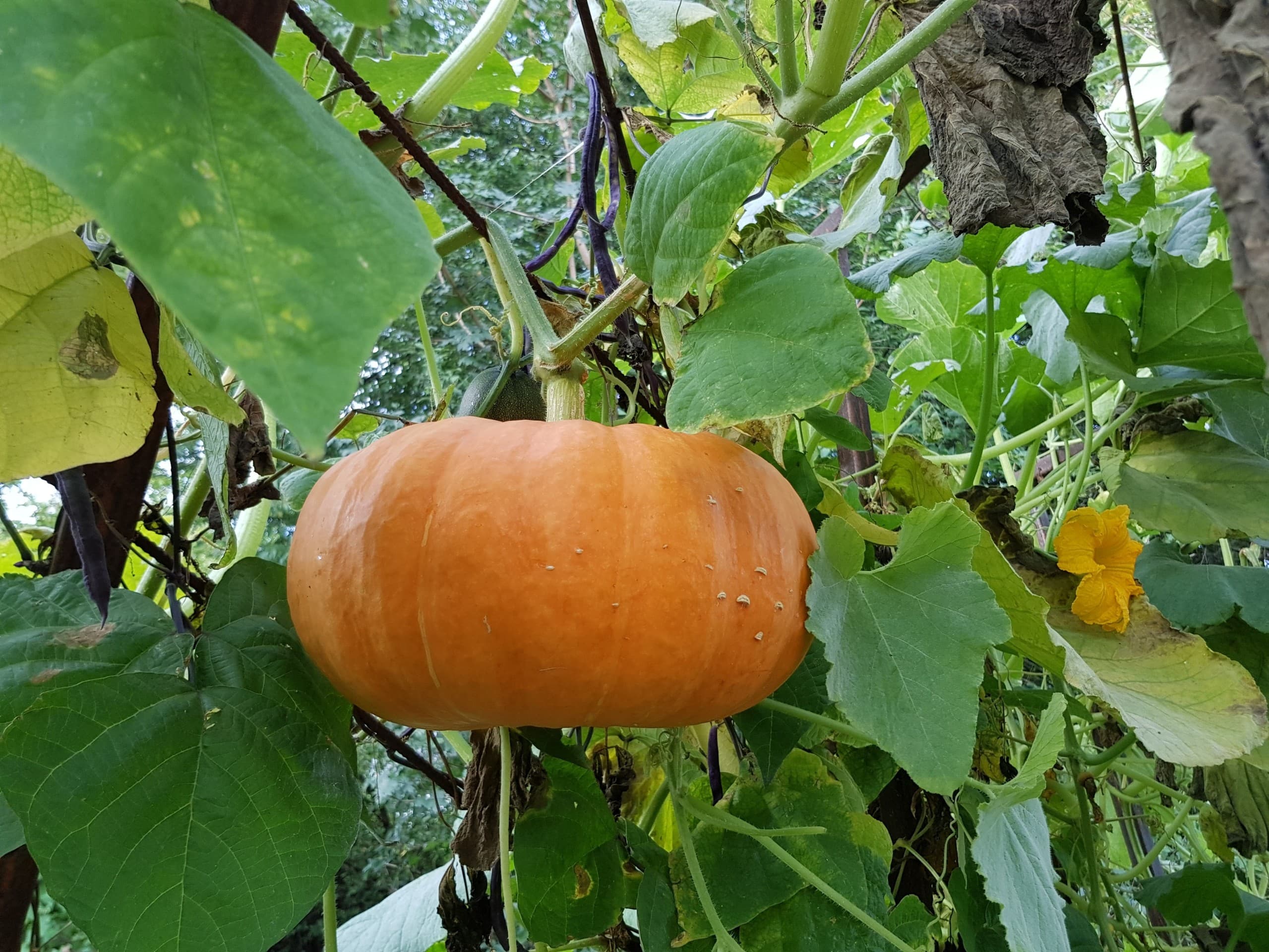 Pumpkin