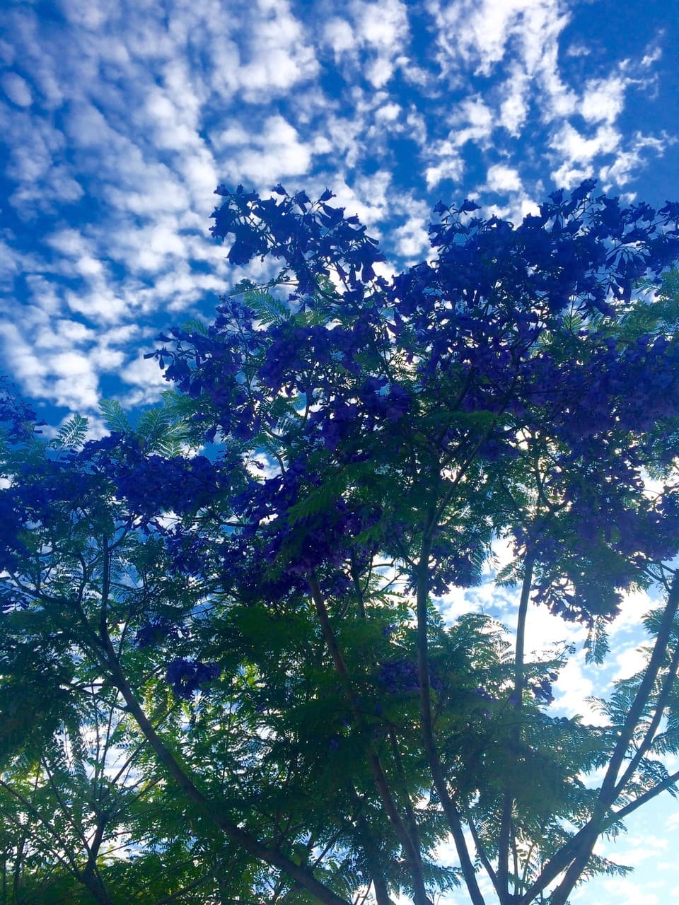 belleza