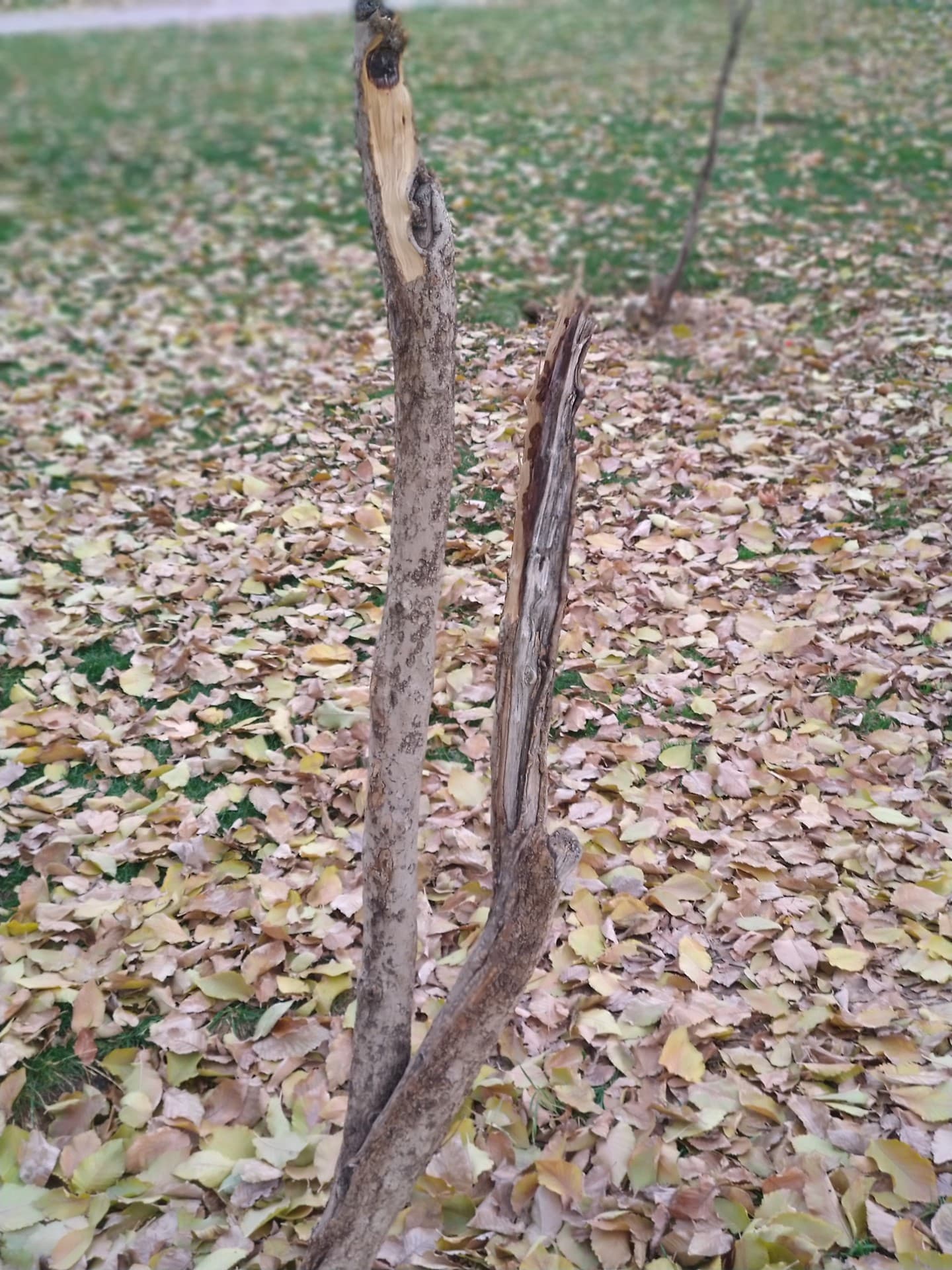 tree branch