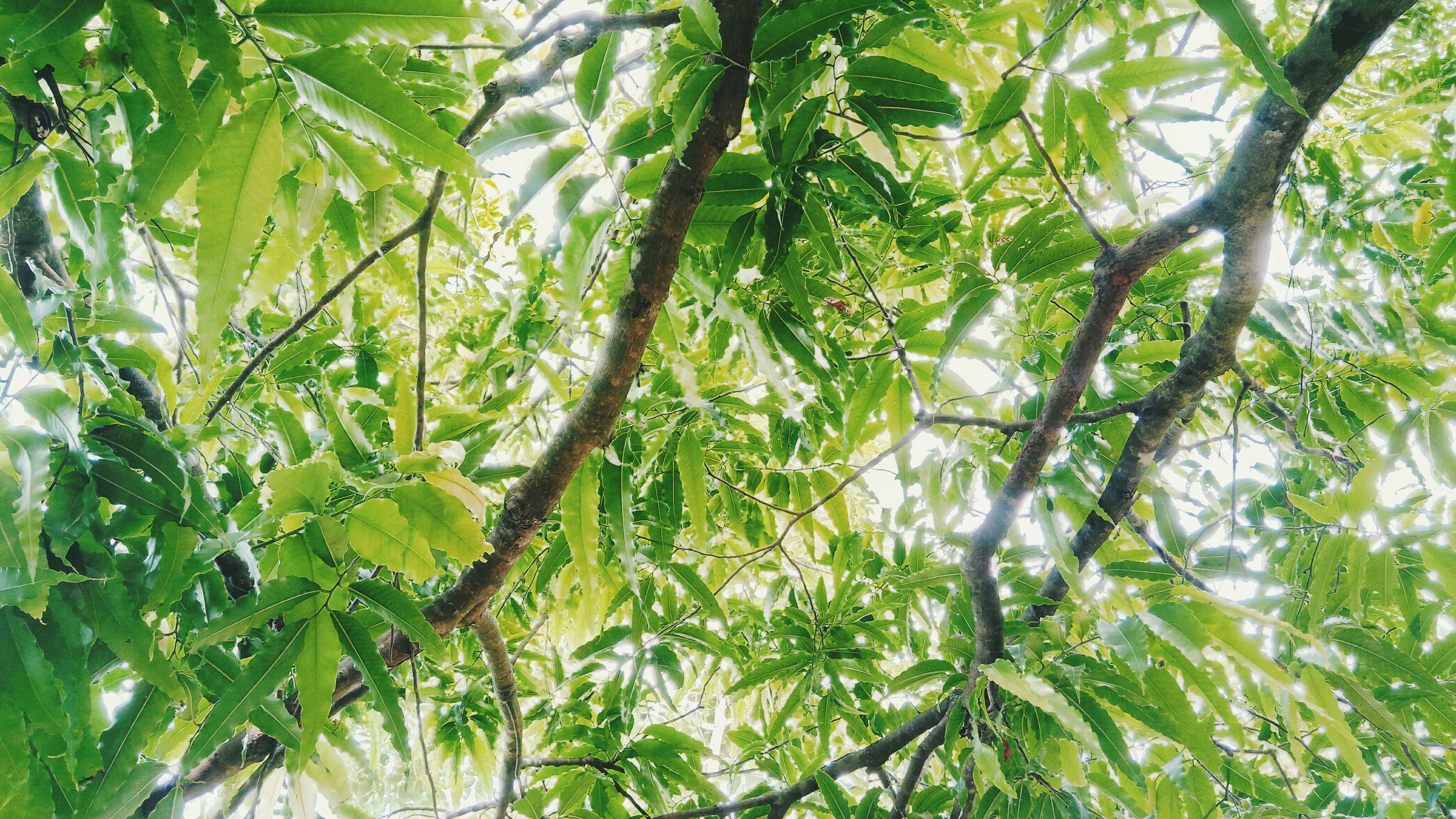 leaves