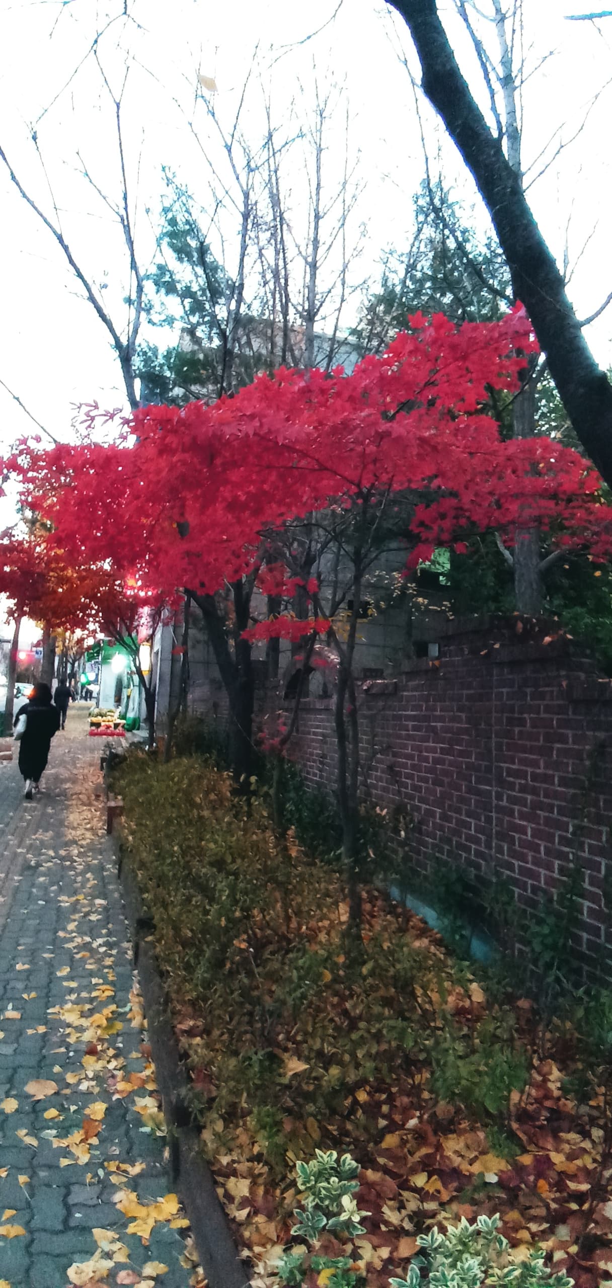 단풍 낙엽 가을 저녁