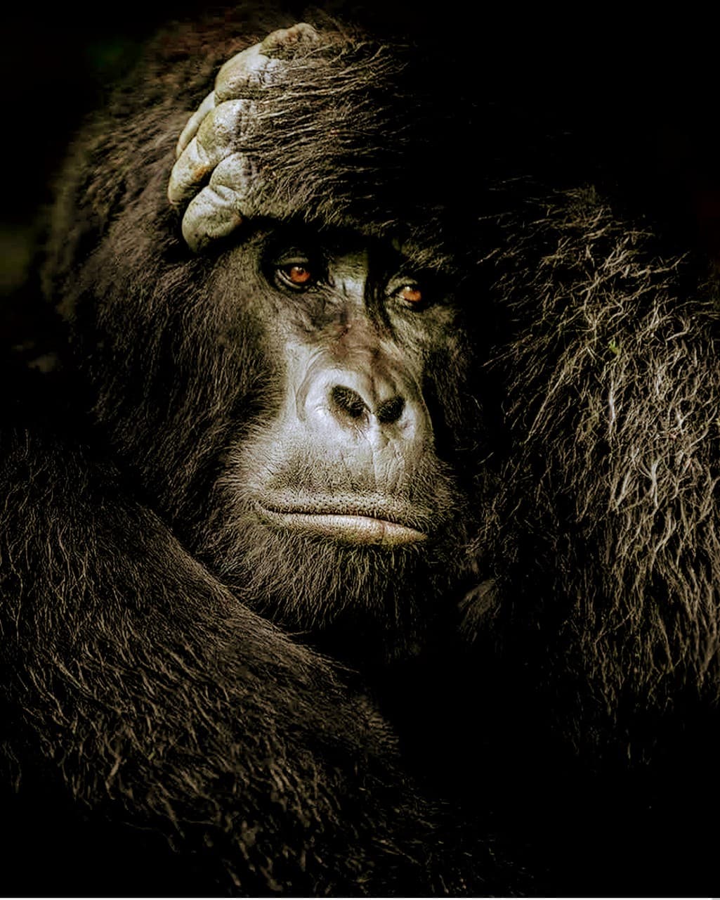 king Kong