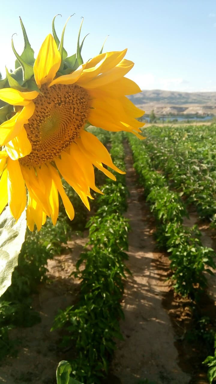 sunflower