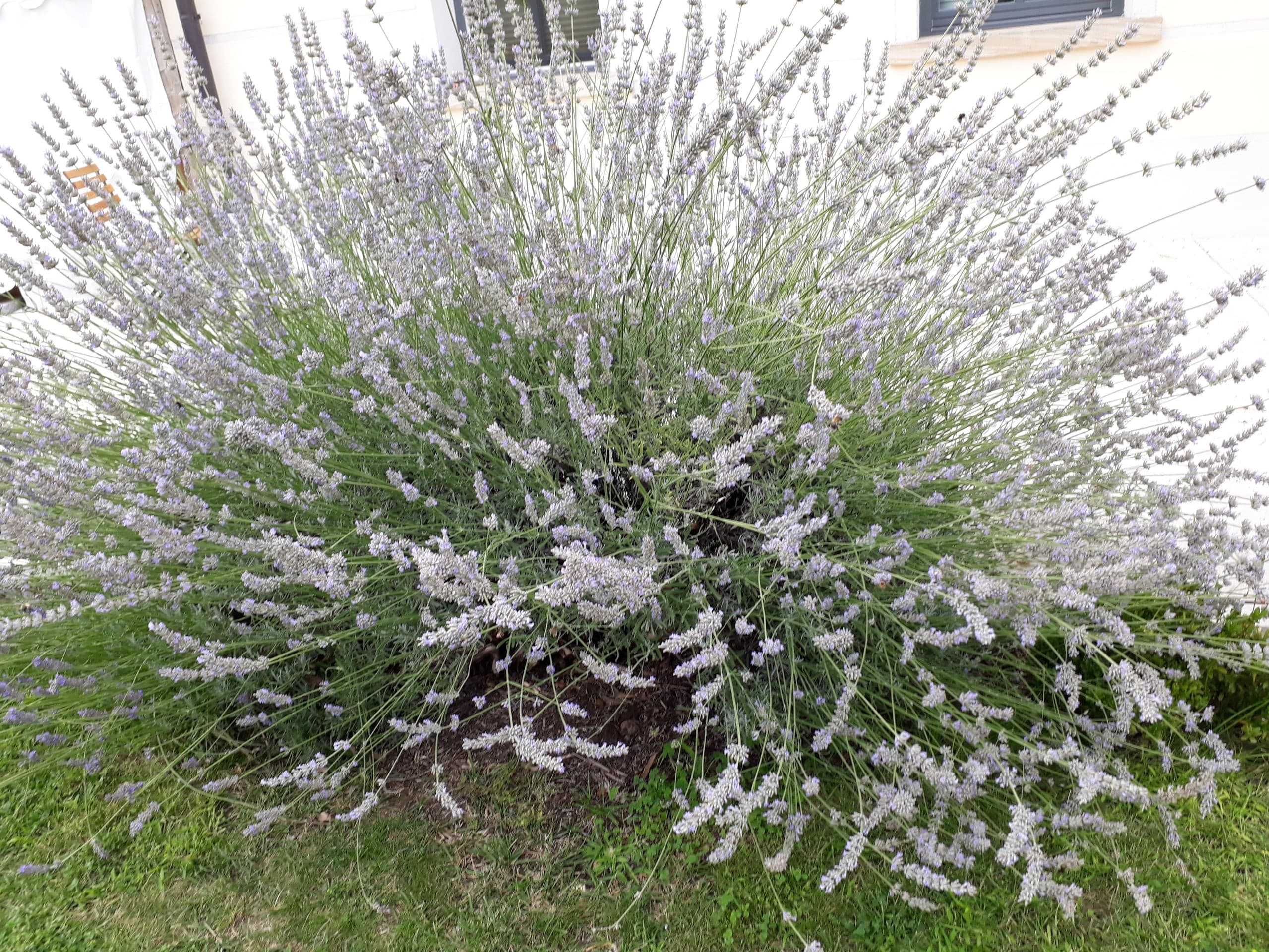 Lavendel