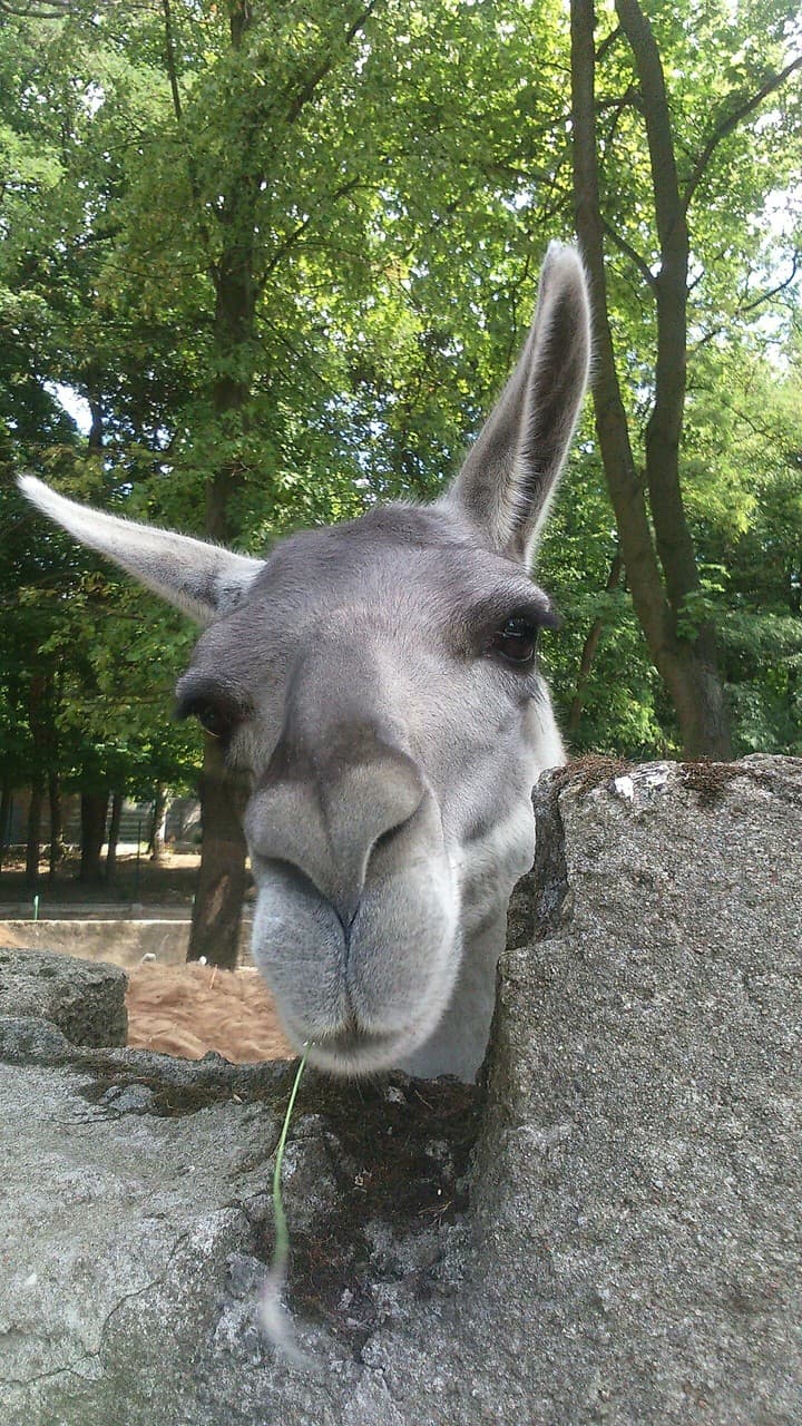 lama