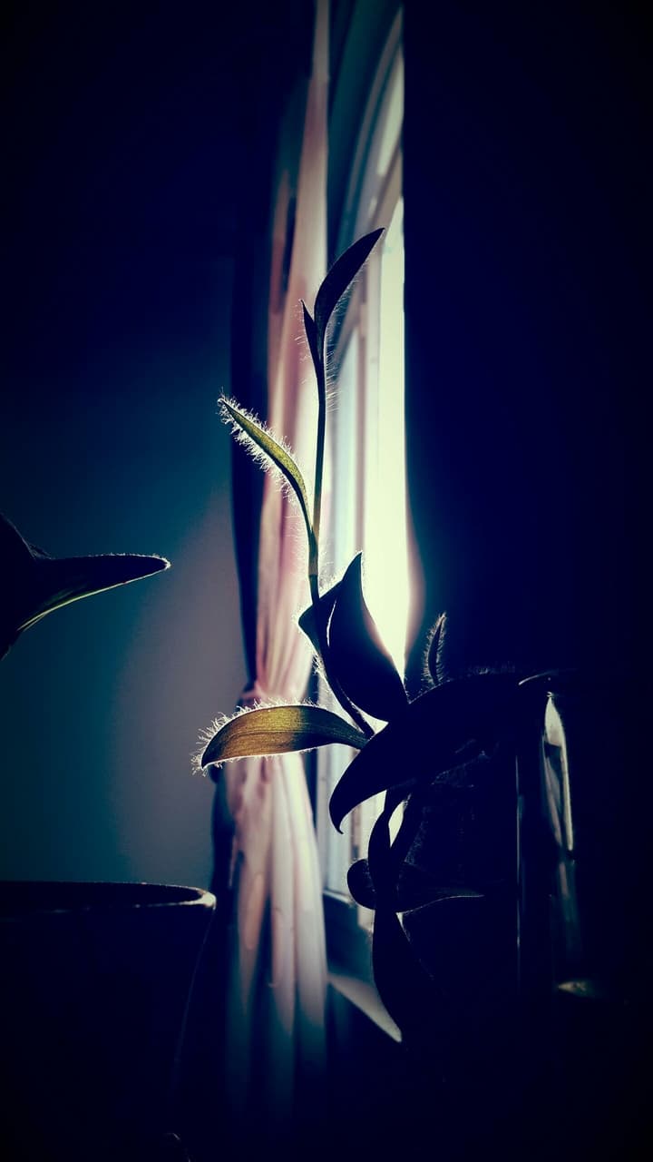 plant