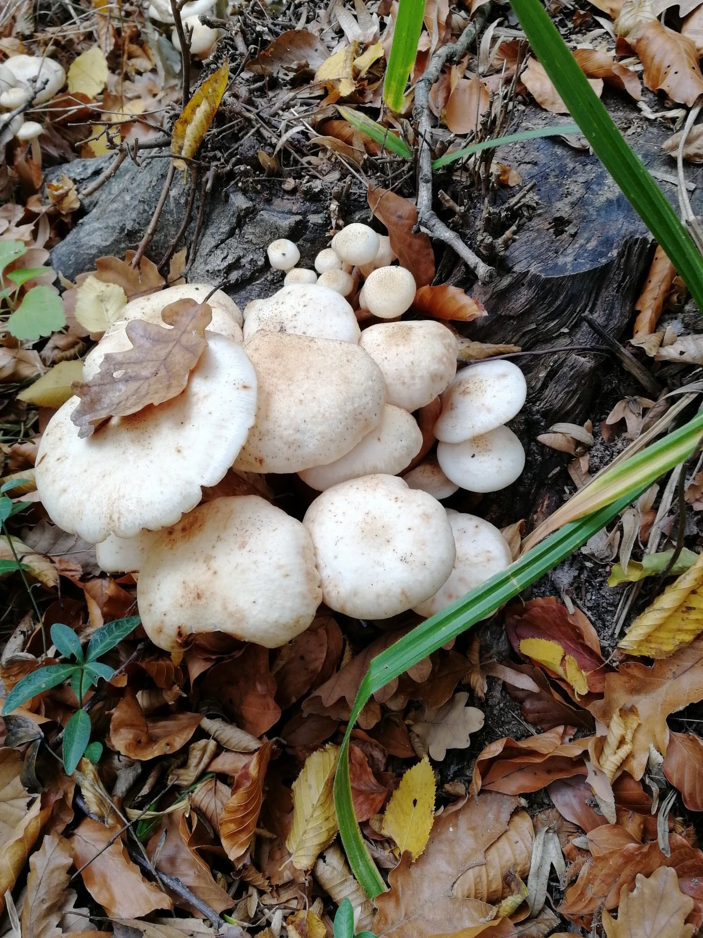 fall