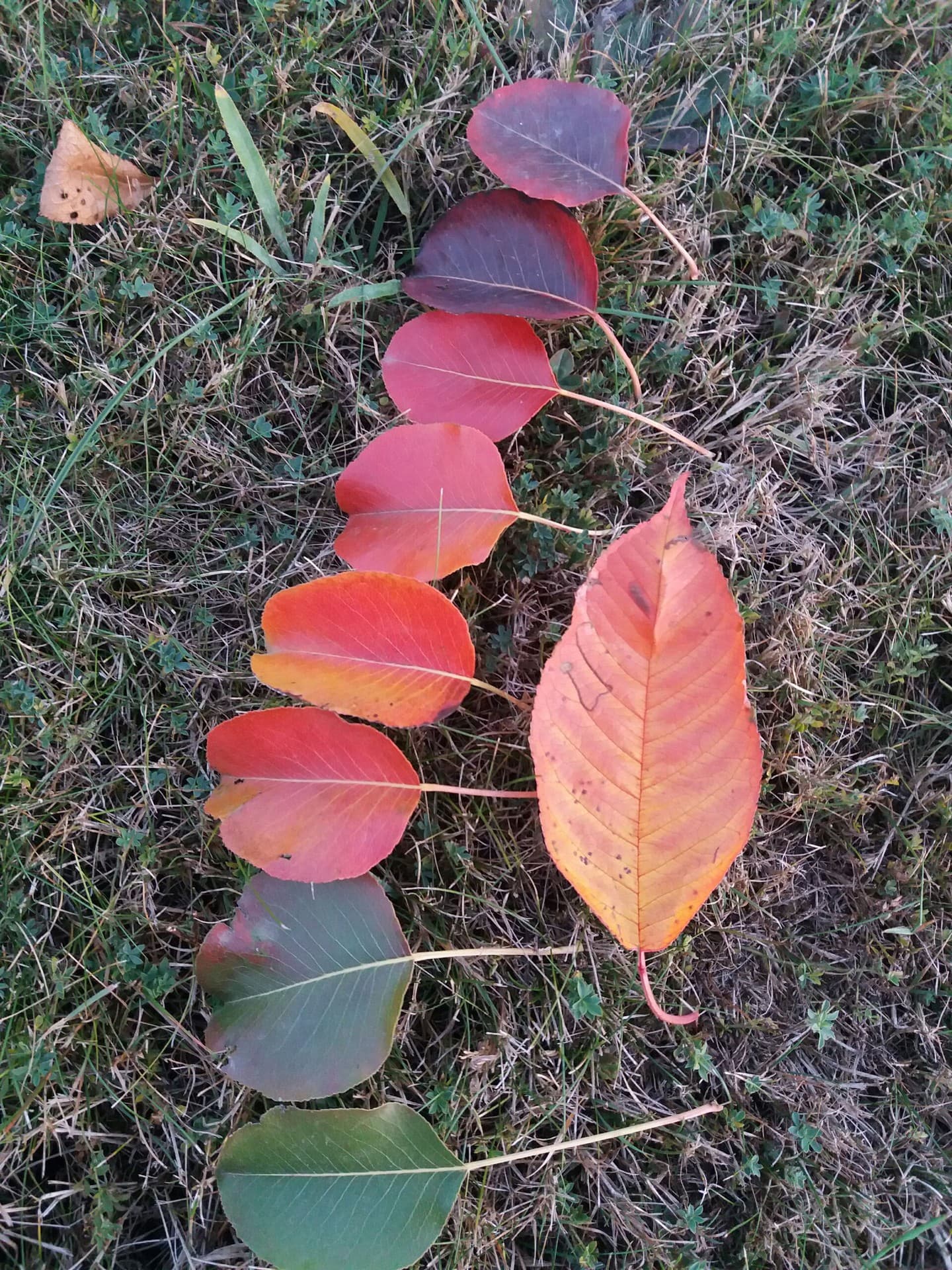 Leaves