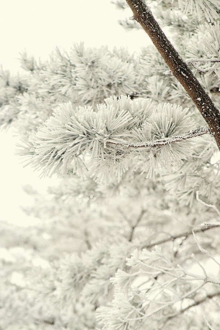 winter