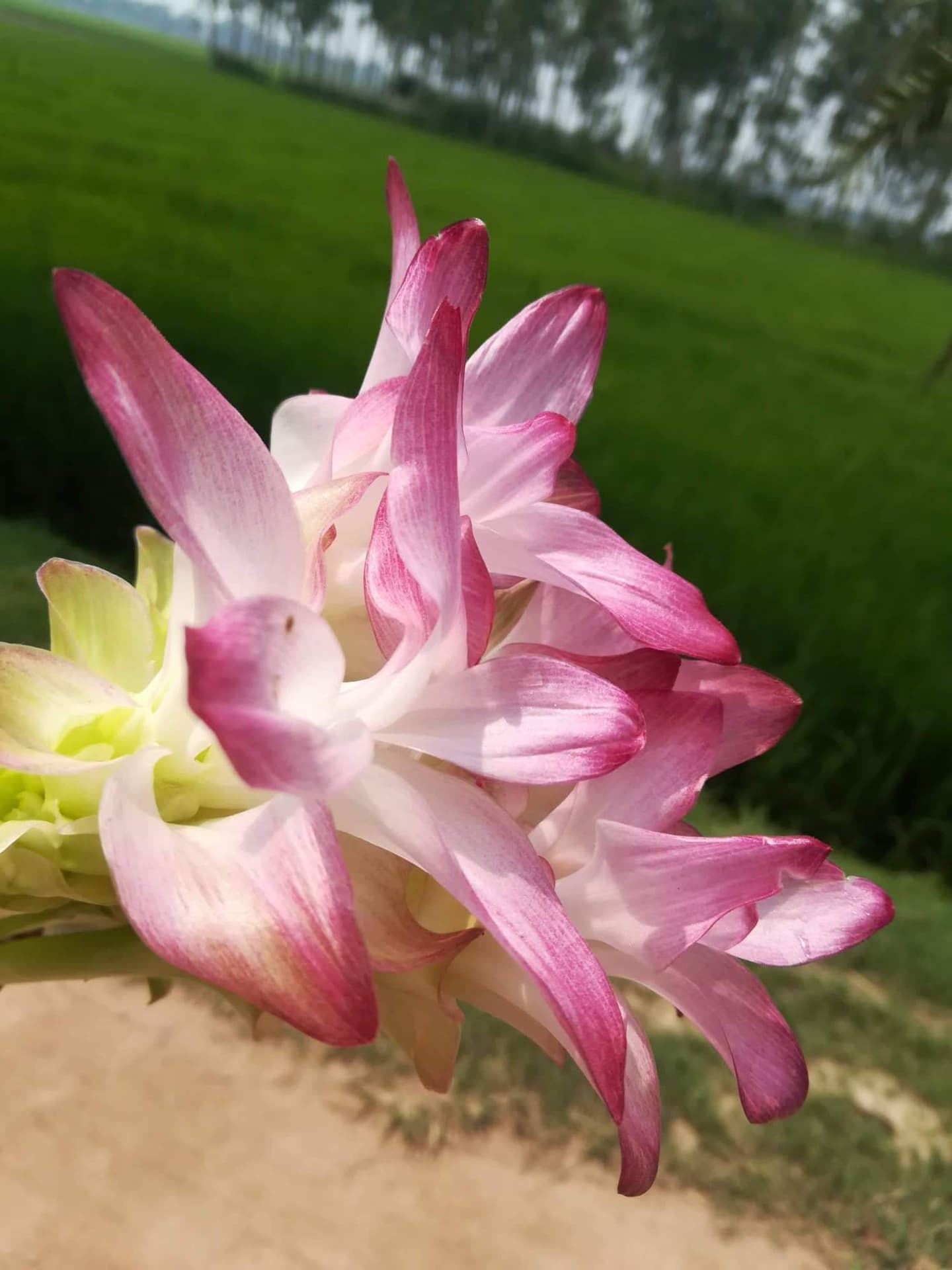 Holud flower