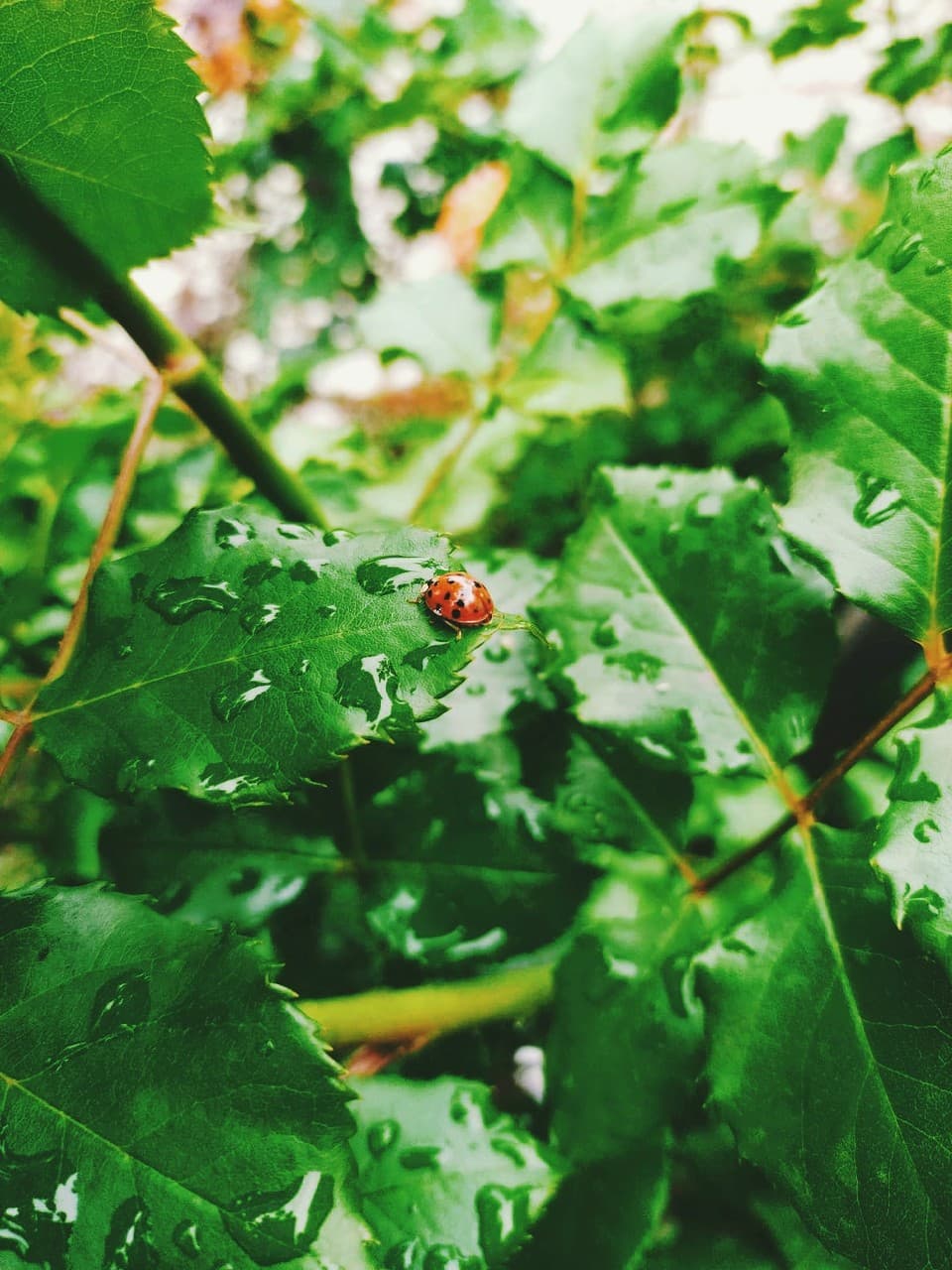 ~ladybug~