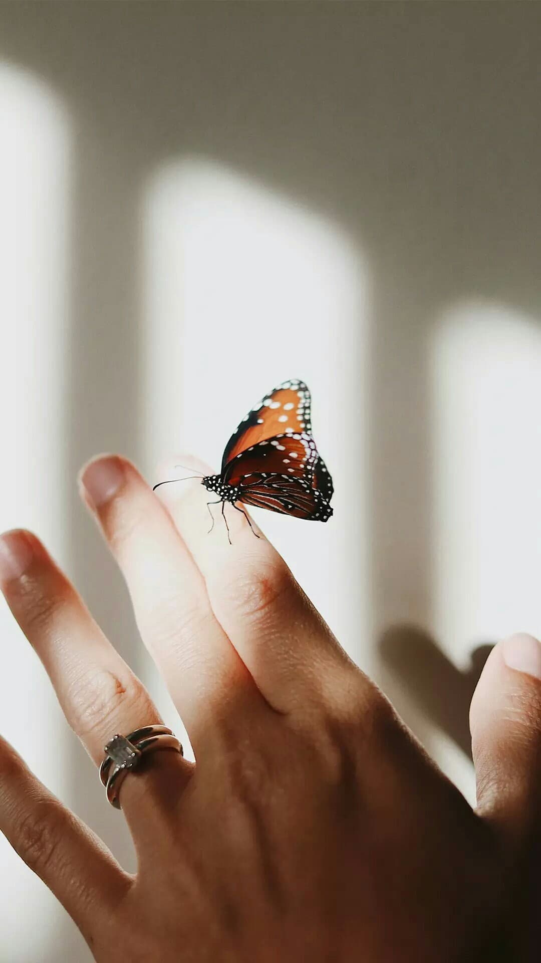 betterfly