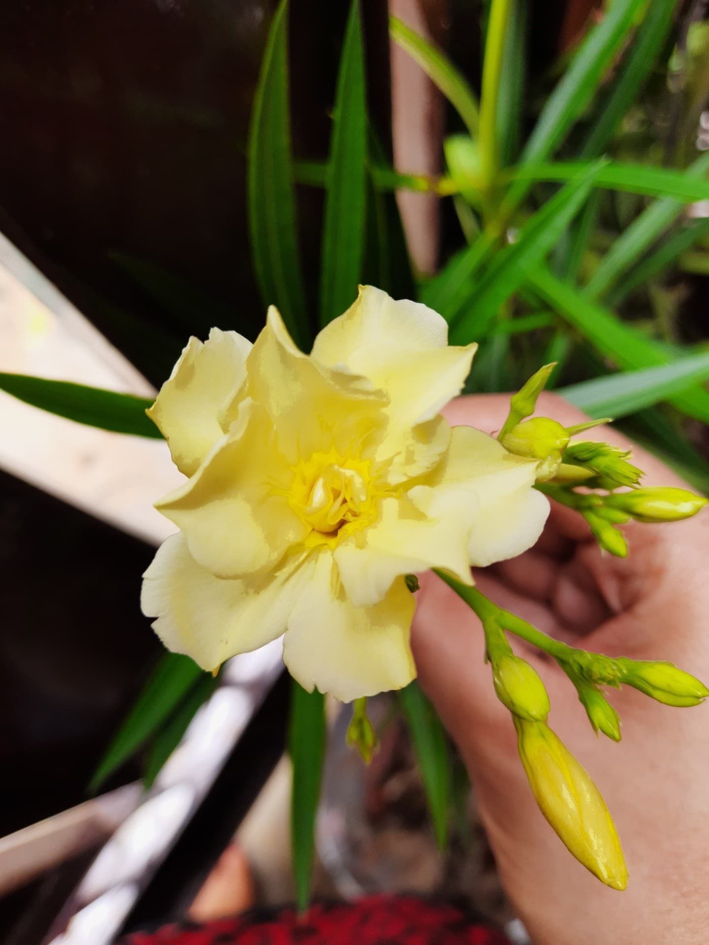 Flower