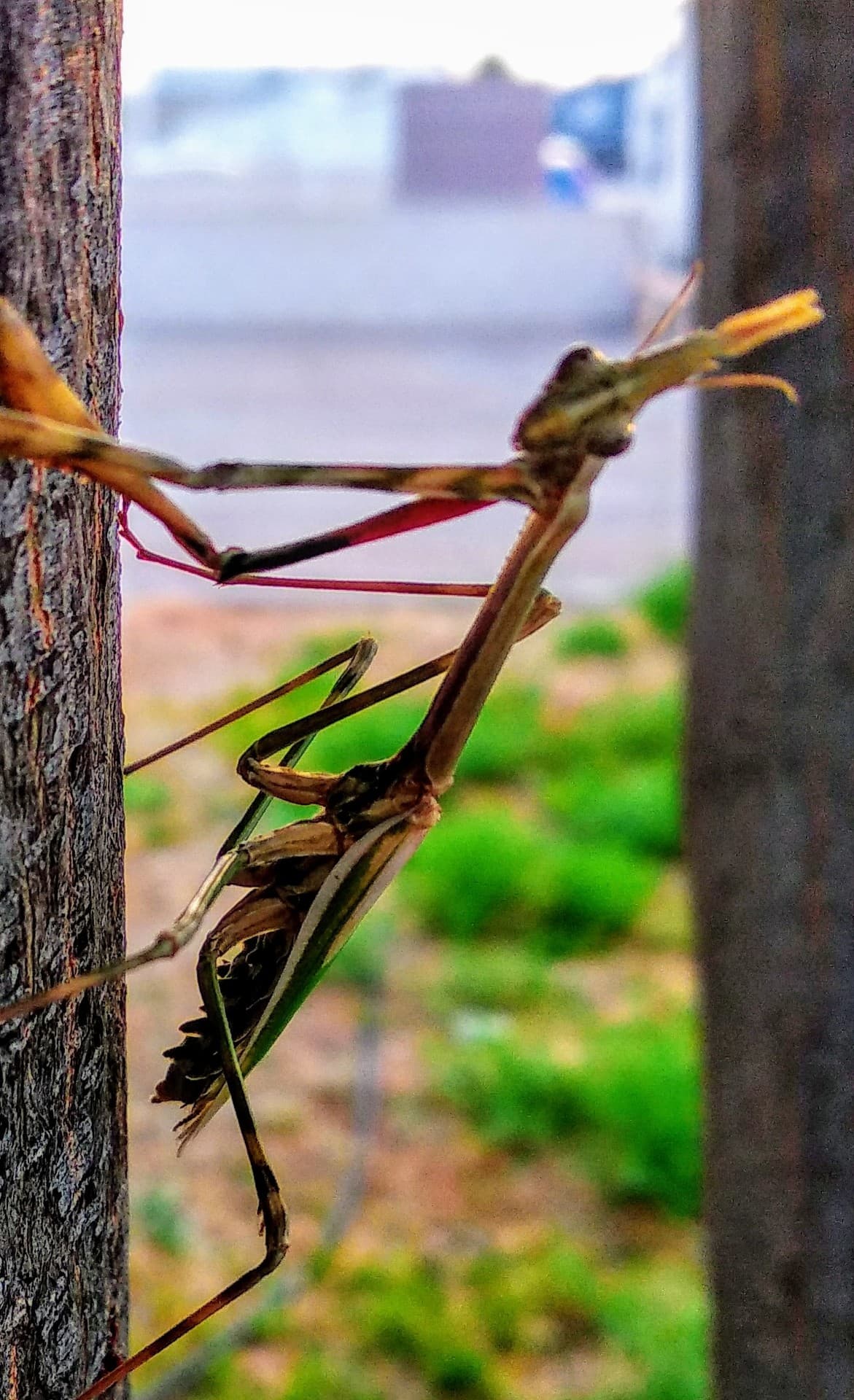 Amatis Religiosa