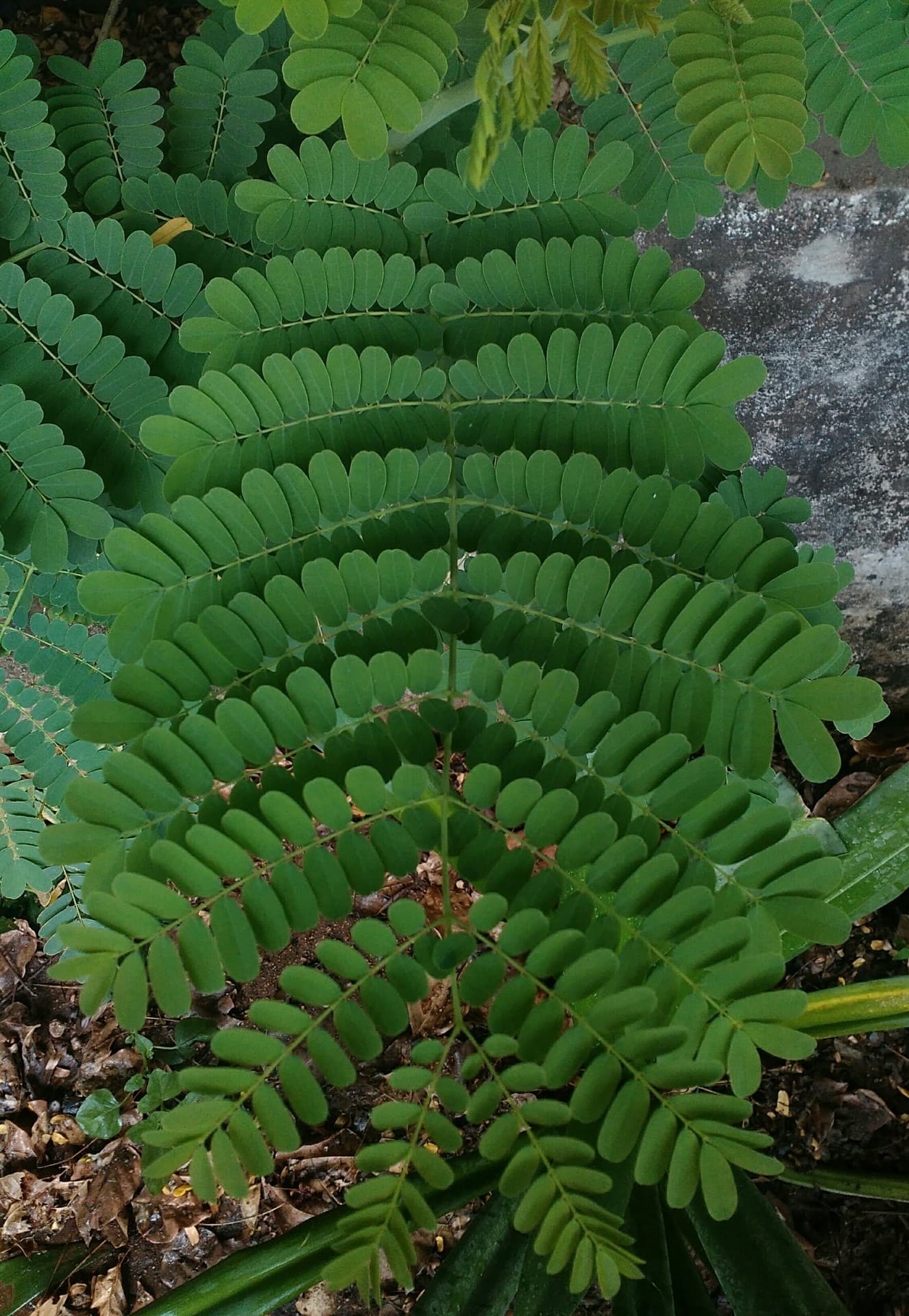 leaf
