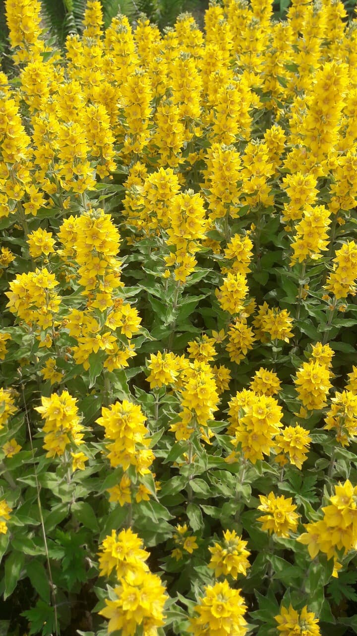 Красота цветущая)