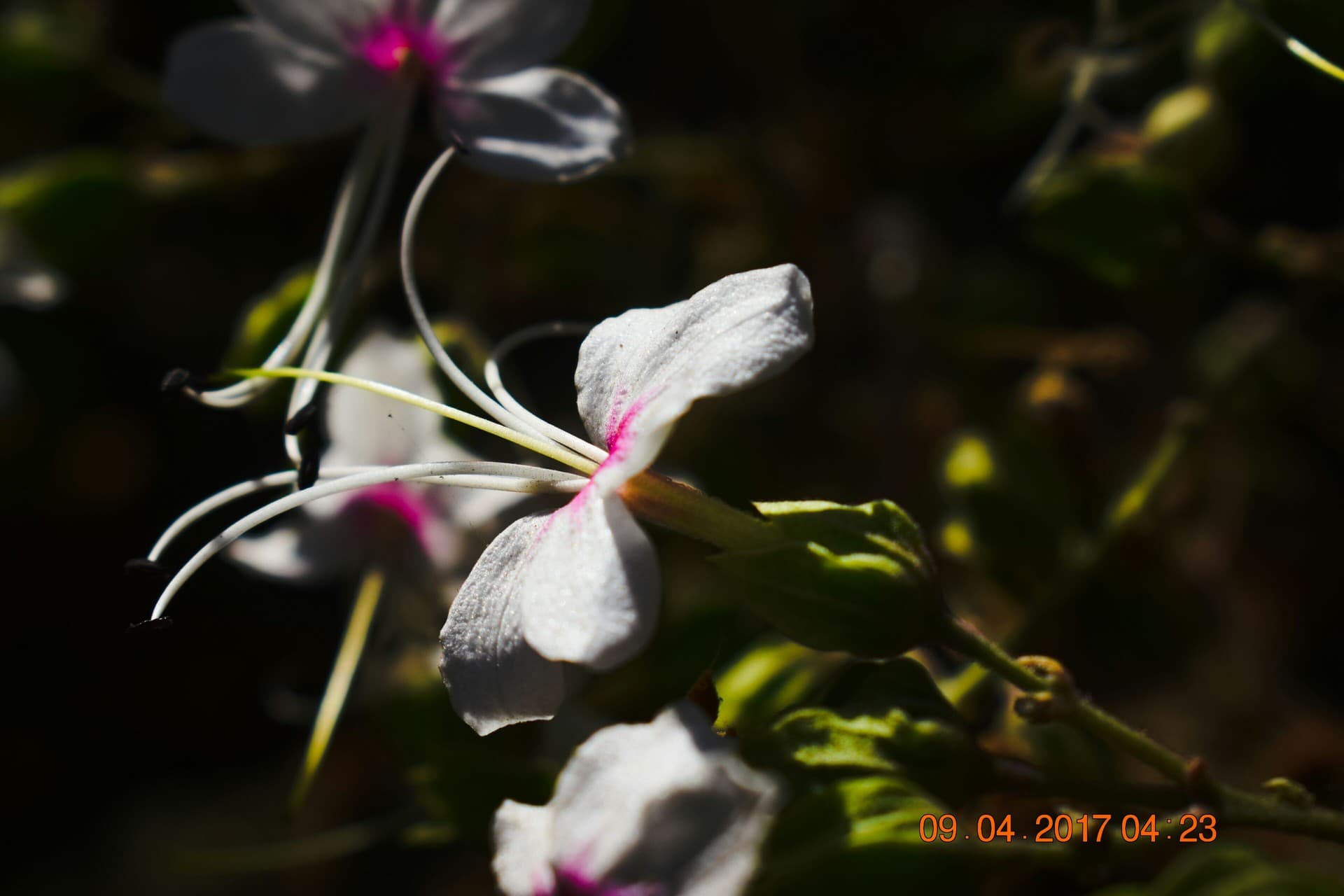 ##Still life photography