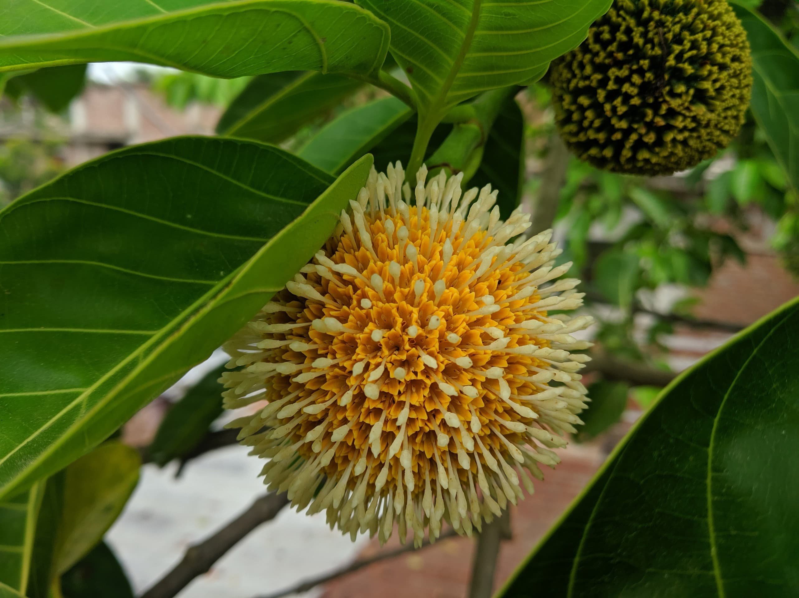 rainday flower