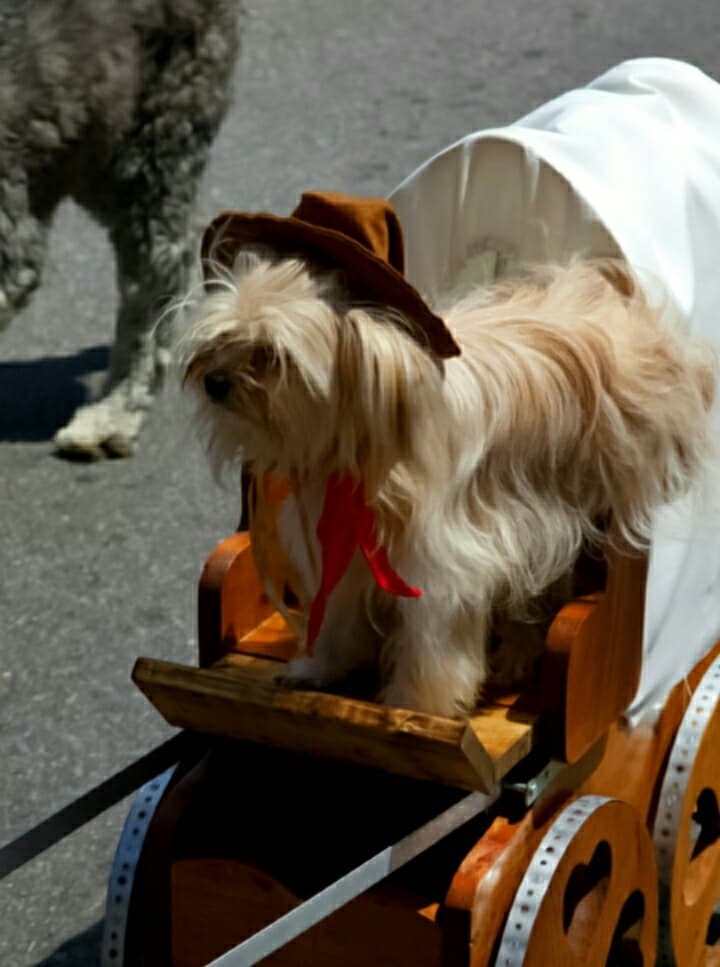 Get Along Little Doggie