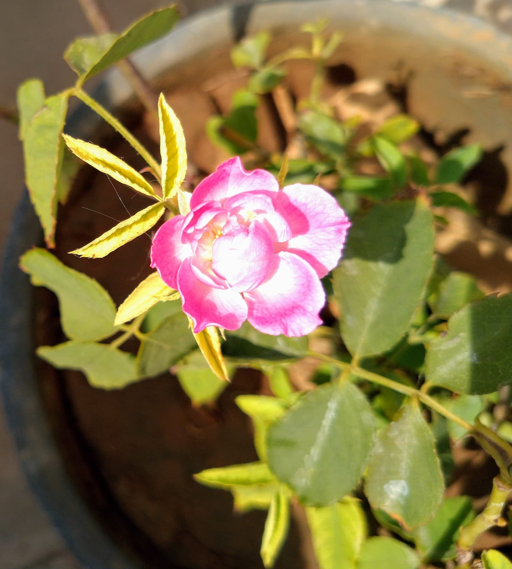 BABY ROSE