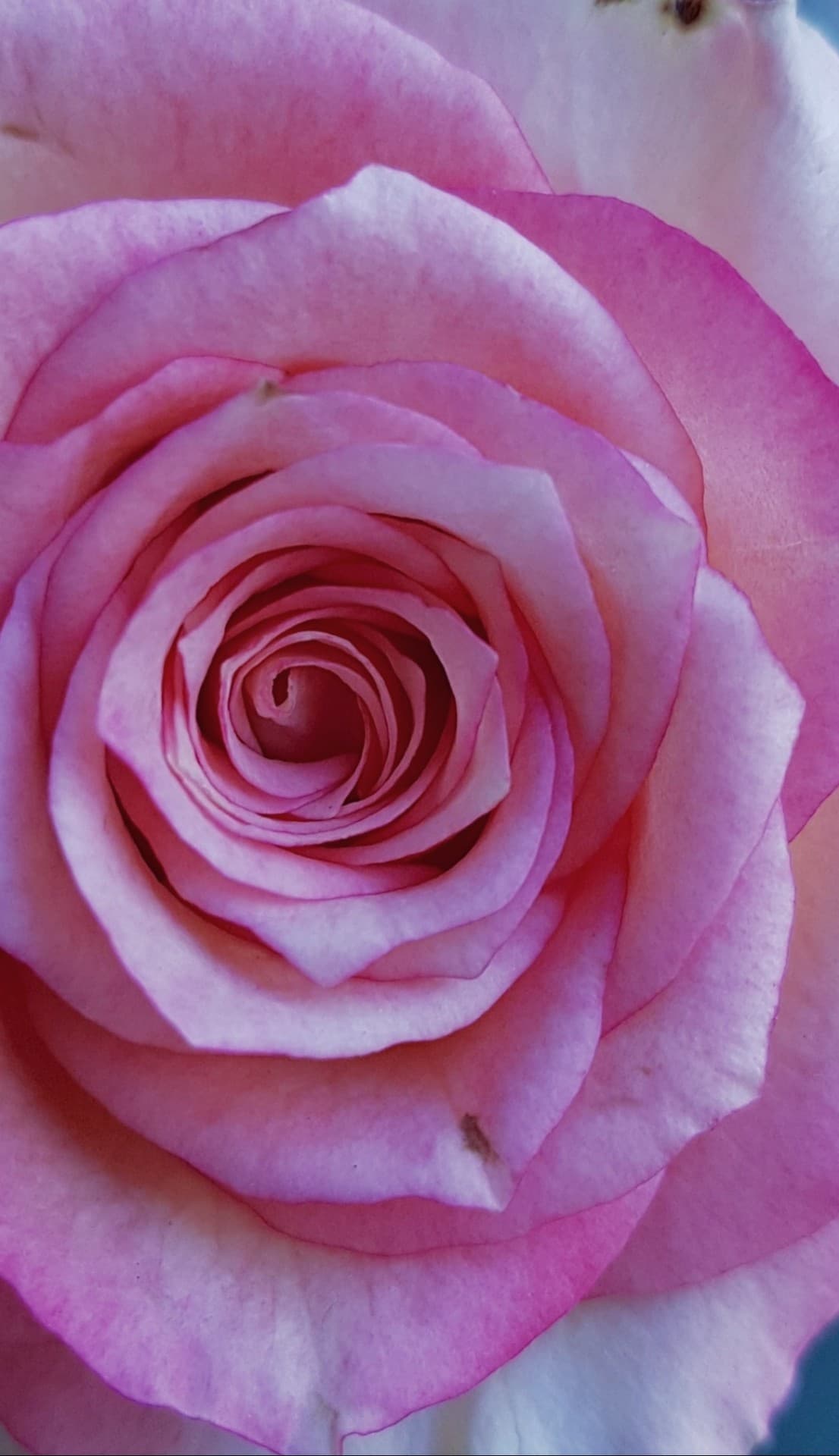 pink flower