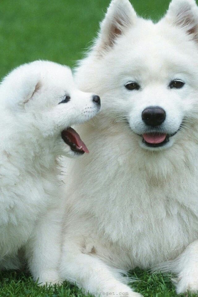 animal