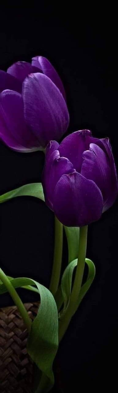 Tulips