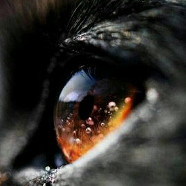 the eyes of hope